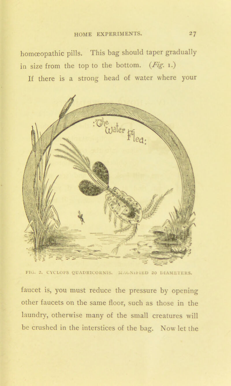 homoeopathic pills. This bag should taper gradually in size from the top to the bottom. {Fig. 1.) If there is a strong head of water where your FIG. 2. CYCLOPS QUADRICOKMS. 20 LIAM LI L KS. faucet is, you must reduce the pressure by opening other faucets on the same floor, such as those in the laundry, otherwise many of the small creatures will be crushed in the interstices of the bag. Now let the