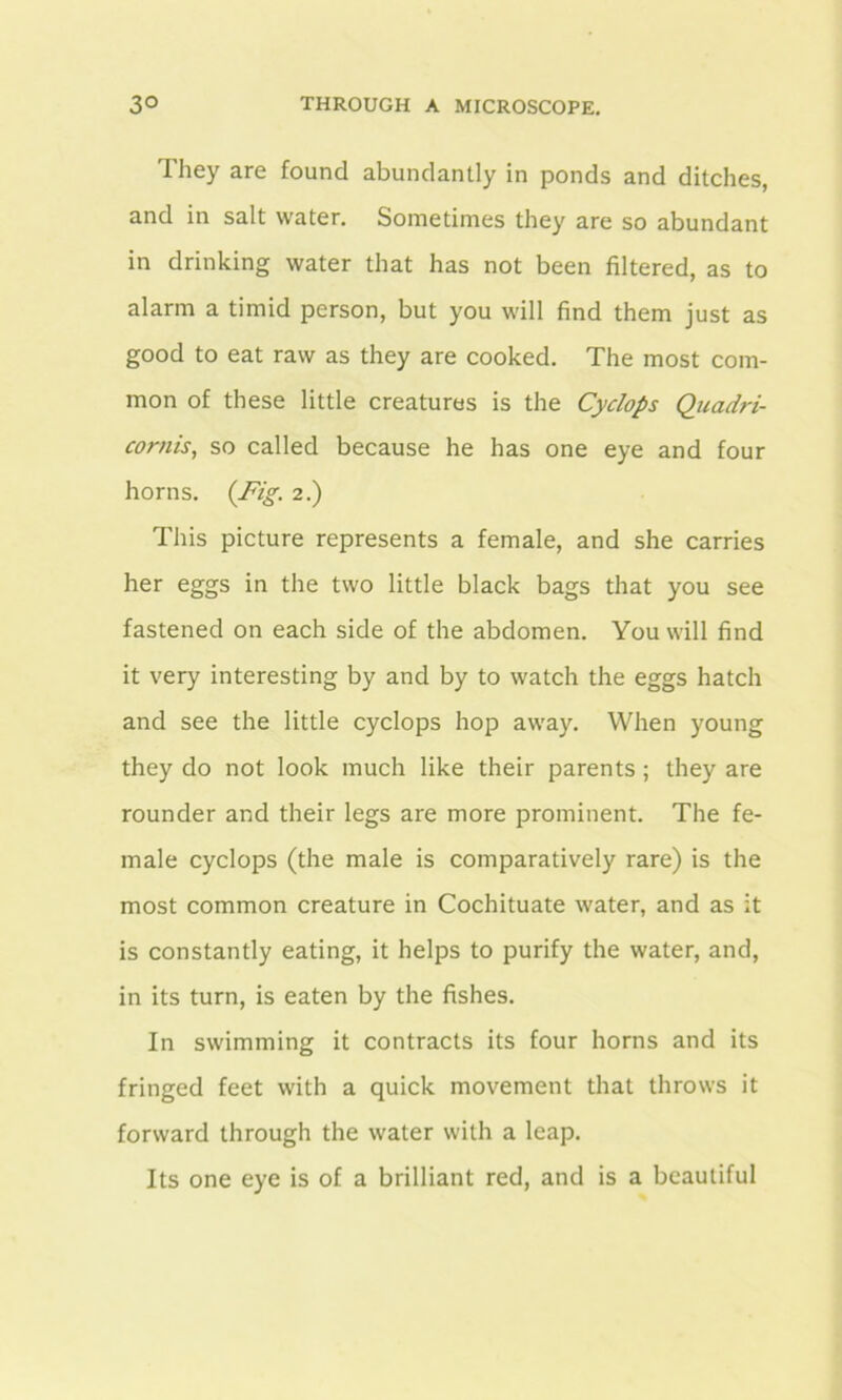 They are found abundantly in ponds and ditches, and in salt water. Sometimes they are so abundant in drinking water that has not been filtered, as to alarm a timid person, but you will find them just as good to eat raw as they are cooked. The most com- mon of these little creatures is the Cyclops Quadri- coniis, so called because he has one eye and four horns. (.Fig. 2.) This picture represents a female, and she carries her eggs in the two little black bags that you see fastened on each side of the abdomen. You will find it very interesting by and by to watch the eggs hatch and see the little cyclops hop away. When young they do not look much like their parents; they are rounder and their legs are more prominent. The fe- male cyclops (the male is comparatively rare) is the most common creature in Cochituate water, and as it is constantly eating, it helps to purify the water, and, in its turn, is eaten by the fishes. In swimming it contracts its four horns and its fringed feet with a quick movement that throws it forward through the water with a leap. Its one eye is of a brilliant red, and is a beautiful