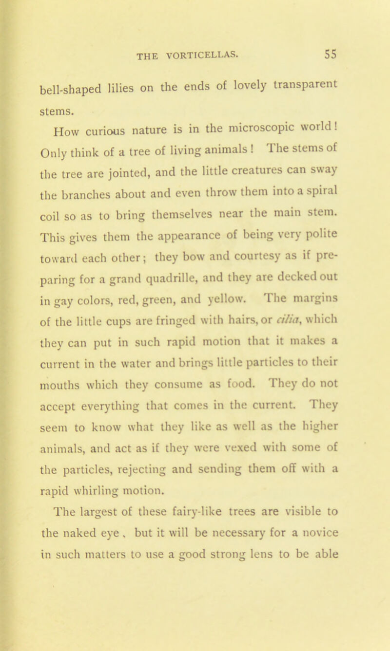 bell-shaped lilies on the ends of lovely transparent stems. How curious nature is in the microscopic world! Only think of a tree of living animals ! The stems of the tree are jointed, and the little creatures can sway the branches about and even throw them into a spiral coil so as to bring themselves near the main stem. This gives them the appearance of being very polite toward each other; they bow and courtesy as if pre- paring for a grand quadrille, and they are decked out in gay colors, red, green, and yellow. The margins of the little cups are fringed with hairs, or cilia, which they can put in such rapid motion that it makes a current in the water and brings little particles to their mouths which they consume as food. They do not accept everything that comes in the current. They seem to know what they like as well as the higher animals, and act as if they were vexed with some of the particles, rejecting and sending them off with a rapid whirling motion. The largest of these fairy-like trees are visible to the naked eye , but it will be necessary for a novice in such matters to use a good strong lens to be able