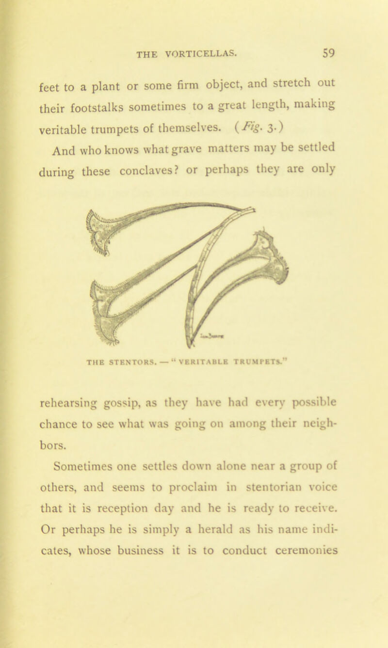 feet to a plant or some firm object, and stretch out their footstalks sometimes to a great length, making veritable trumpets of themselves. (-Fig. 3-) And who knows what grave matters may be settled during these conclaves? or perhaps they are only rehearsing gossip, as they have had every possible chance to see what was going on among their neigh- bors. Sometimes one settles down alone near a group of others, and seems to proclaim in stentorian voice that it is reception day and he is ready to receive. Or perhaps he is simply a herald as his name indi- cates, whose business it is to conduct ceremonies