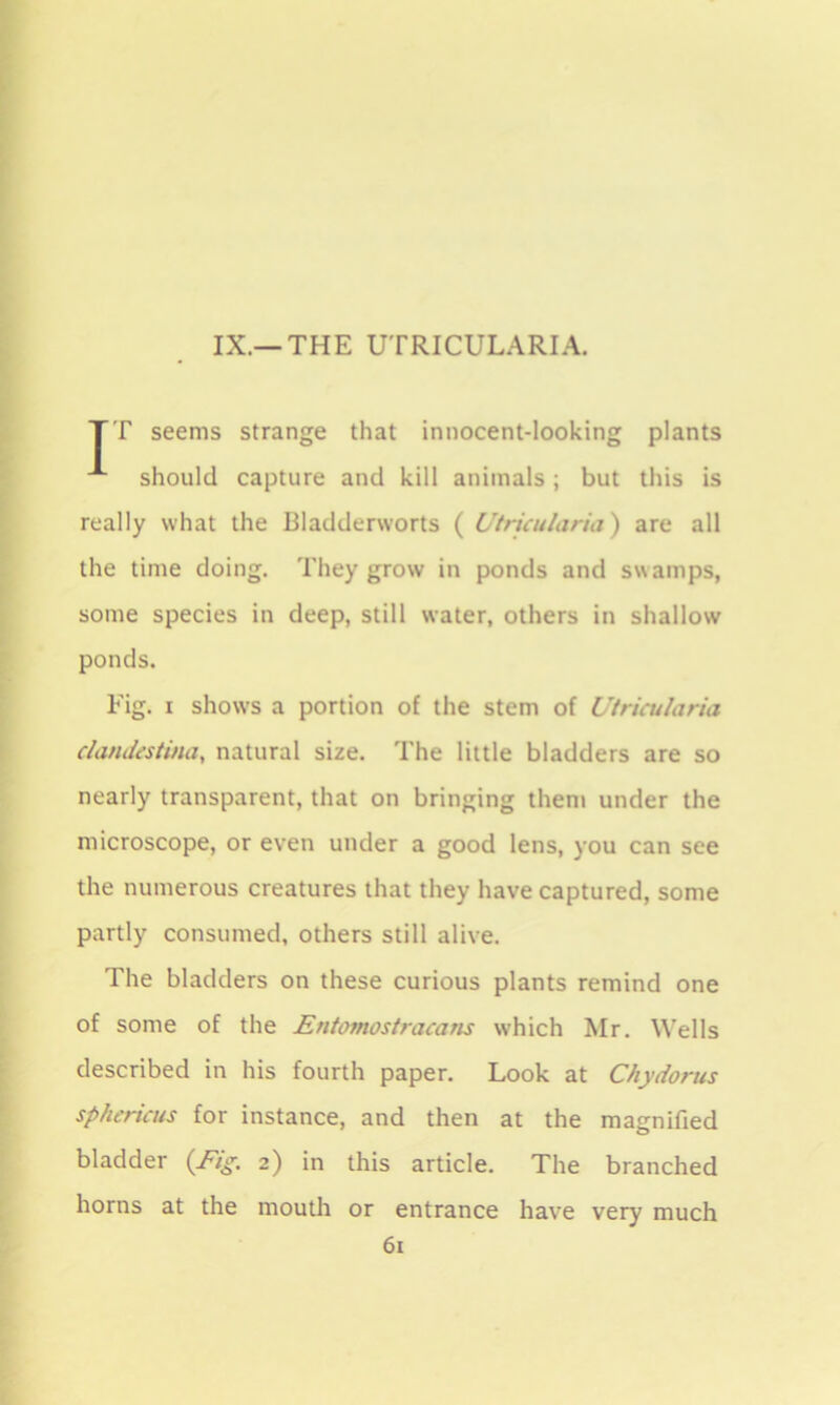 IX.—THE UTRICULARIA. TT seems strange that innocent-looking plants should capture and kill animals; but this is really what the Bladderworts ( Utricularia) are all the time doing. They grow in ponds and swamps, some species in deep, still water, others in shallow ponds. Fig. i shows a portion of the stem of Utricularia clandcstina, natural size. The little bladders are so nearly transparent, that on bringing them under the microscope, or even under a good lens, you can see the numerous creatures that they have captured, some partly consumed, others still alive. The bladders on these curious plants remind one of some of the Entomostracans which Mr. Wells described in his fourth paper. Look at Chydorus sphericus for instance, and then at the magnified bladder {Fig. 2) in this article. The branched horns at the mouth or entrance have very much