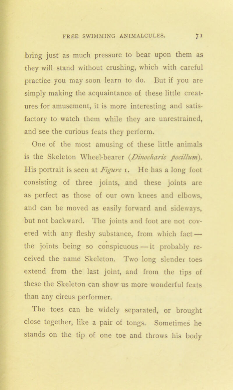 bring just as much pressure to bear upon them as they will stand without crushing, which with careful practice you may soon learn to do. But if you are simply making the acquaintance of these little creat- ures for amusement, it is more interesting and satis- factory to watch them while they are unrestrained, and see the curious feats they perform. One of the most amusing of these little animals is the Skeleton Wheel-bearer (.Dinocharis pocillum). His portrait is seen at Figure 1. He has a long foot consisting of three joints, and these joints are as perfect as those of our own knees and elbows, and can be moved as easily forward and sideways, but not backward. The joints and foot are not cov- ered with any fleshy substance, from which fact — the joints being so conspicuous — it probably re- ceived the name Skeleton. Two long slender toes extend from the last joint, and from the tips of these the Skeleton can show us more wonderful feats than any circus performer. The toes can be widely separated, or brought close together, like a pair of tongs. Sometimes he stands on the tip of one toe and throws his body