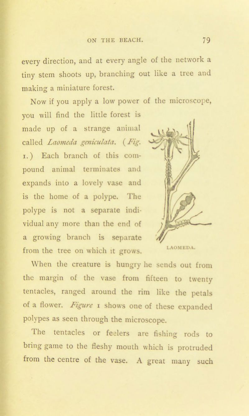 every direction, and at every angle of the network a tiny stem shoots up, branching out like a tree and making a miniature forest. Now if you apply a low power of the microscope, you will find the little forest is made up of a strange animal called Laomeda geniculata. {Fig. i.) Each branch of this com- pound animal terminates and expands into a lovely vase and is the home of a polype. The polype is not a separate indi- vidual any more than the end of a growing branch is separate from the tree on which it grows. When the creature is hungry he sends out from the margin of the vase from fifteen to twenty tentacles, ranged around the rim like the petals of a flower. Figure i shows one of these expanded polypes as seen through the microscope. The tentacles or feelers are fishing rods to game to the fleshy mouth which is protruded from the centre of the vase. A great many such