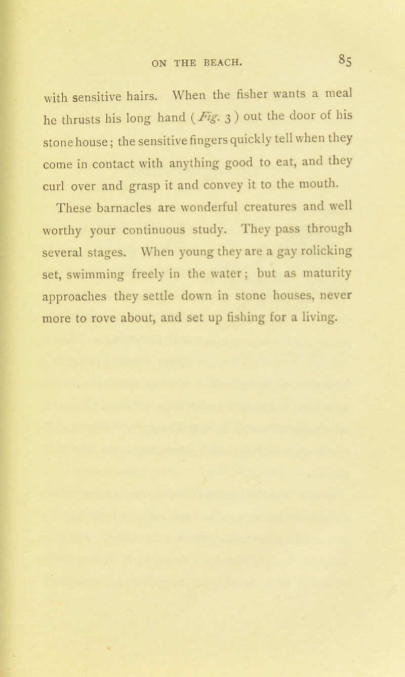 with sensitive hairs. When the fisher wants a meal he thrusts his long hand {Fig. 3) out the door of his stone house; the sensitive fingers quickly tell when they come in contact with anything good to eat, and they curl over and grasp it and convey it to the mouth. These barnacles are wonderful creatures and well worthy your continuous study. They pass through several stages. When young they are a gay rolicking set, swimming freely in the water; but as maturity approaches they settle down in stone houses, never more to rove about, and set up fishing for a living.