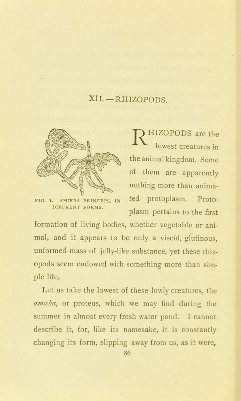 XII. —RHIZOPODS. T3 HIZOPODS are the lowest creatures in the animal kingdom. Some of them are apparently nothing more than anima- ted protoplasm. Proto- plasm pertains to the first formation of living bodies, whether vegetable or ani- mal, and it appears to be only a viscid, glutinous, unformed mass of jelly-like substance, yet these rhiz- opods seem endowed with something more than sim- ple life. Let us take the lowest of these lowly creatures, the amaiba, or proteus, which we may find during the summer in almost every fresh water pond. I cannot describe it, for, like its namesake, it is constantly changing its form, slipping away from us, as it were,