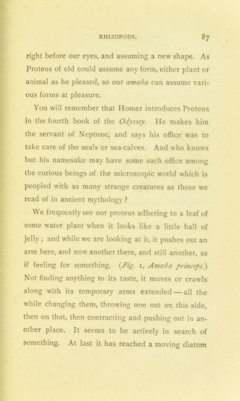 right before our eyes, and assuming a new shape. As Proteus of old could assume any form, either plant or animal as he pleased, so our ameeba can assume vari- ous forms at pleasure. You will remember that Homer introduces Proteus in the fourth book of the Odyssey. He makes him the servant of Neptune, and says his office was to take care of the seals or sea-calves. And who knows but his namesake may have some such office among the curious beings of the microscopic world which is peopled with as many strange creatures as those we read of in ancient mythology ? VVe frequently see our proteus adhering to a leaf of some water plant when it looks like a little ball of jelly ; and while we are looking at it, it pushes out an arm here, and now another there, and still another, as if feeling for something. (Fig. 1, Antosha frineeps.) Not finding anything to its taste, it moves or crawls along with its temporary arms extended — all the while changing them, throwing one out on this side, then on that, then contracting and pushing out in an- other place. It seems to be actively in search of something. At last it has reached a moving diatom