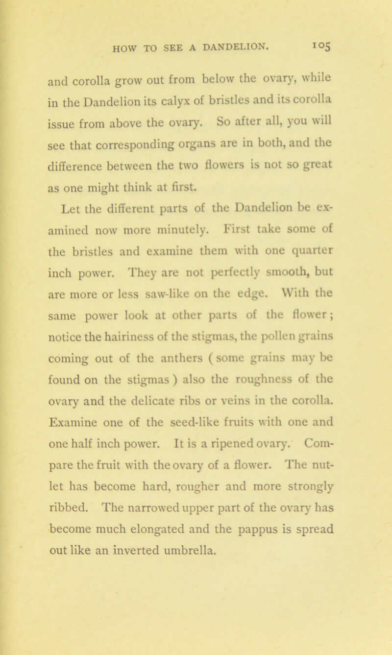 and corolla grow out from below the ovary, while in the Dandelion its calyx of bristles and its corolla issue from above the ovary. So after all, you will see that corresponding organs are in both, and the difference between the two flowers is not so great as one might think at first. Let the different parts of the Dandelion be ex- amined now more minutely. First take some of the bristles and examine them with one quarter inch power. They are not perfectly smooth, but are more or less saw-like on the edge. With the same power look at other parts of the flower; notice the hairiness of the stigmas, the pollen grains coming out of the anthers ( some grains may be found on the stigmas ) also the roughness of the ovary and the delicate ribs or veins in the corolla. Examine one of the seed-like fruits with one and one half inch power. It is a ripened ovary. Com- pare the fruit with the ovary of a flower. The nut- let has become hard, rougher and more strongly ribbed. The narrowed upper part of the ovary has become much elongated and the pappus is spread out like an inverted umbrella.