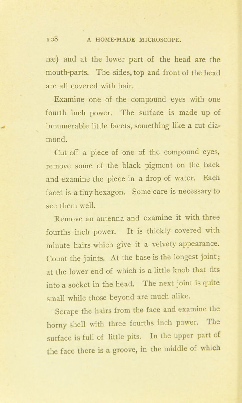 io8 nae) and at the lower part of the head are the mouth-parts. The sides, top and front of the head are all covered with hair. Examine one of the compound eyes with one fourth inch power. The surface is made up of innumerable little facets, something like a cut dia- mond. Cut off a piece of one of the compound eyes, remove some of the black pigment on the back and examine the piece in a drop of water. Each facet is a tiny hexagon. Some care is necessary to see them well. Remove an antenna and examine it with three fourths inch power. It is thickly covered with minute hairs which give it a velvety appearance. Count the joints. At the base is the longest joint; at the lower end of which is a little knob that fits into a socket in the head. The next joint is quite small while those beyond are much alike. Scrape the hairs from the face and examine the horny shell with three fourths inch power. The surface is full of little pits. In the upper part of the face there is a groove, in the middle of which