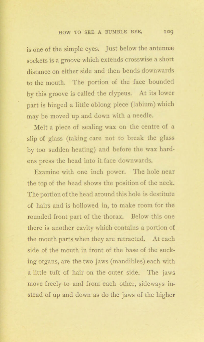 is one of the simple eyes. Just below the antennae sockets is a groove which extends crosswise a short distance on either side and then bends downwards to the mouth. The portion of the face bounded by this groove is called the clypeus. At its lower part is hinged a little oblong piece (labium) which may be moved up and down with a needle. Melt a piece of sealing wax on the centre of a slip of glass (taking care not to break the glass by too sudden heating) and before the wax hard- ens press the head into it. face downwards. Examine with one inch power. The hole near the top of the head shows the position of the neck. The portion of the head around this hole is destitute of hairs and is hollowed in, to make room for the rounded front part of the thorax. Below this one there is another cavity which contains a portion of the mouth parts when they are retracted. At each side of the mouth in front of the base of the suck- ing organs, are the two jaws (mandibles) each with a little tuft of hair on the outer side. The jaws move freely to and from each other, sideways in- stead of up and down as do the jaws of the higher