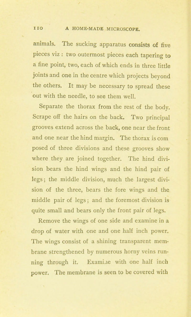 animals. The sucking apparatus consists of five pieces viz : two outermost pieces each tapering to a fine point, two, each of which ends in three little joints and one in the centre which projects beyond the others. It may be necessary to spread these out with the needle, to see them well. Separate the thorax from the rest of the body. Scrape off the hairs on the back. Two principal grooves extend across the back, one near the front and one near the hind margin. The thorax is com posed of three divisions and these grooves show where they are joined together. The hind divi- sion bears the hind wings and the hind pair of legs; the middle division, much the largest divi- sion of the three, bears the fore wings and the middle pair of legs; and the foremost division is quite small and bears only the front pair of legs. Remove the wings of one side and examine in a drop of water with one and one half inch power. The wings consist of a shining transparent mem- brane strengthened by numerous horny veins run- ning through it. Examine with one half inch power. The membrane is seen to be covered with