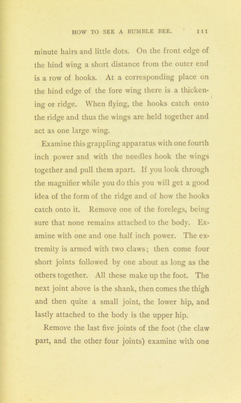minute hairs and little dots. On the front edge of the hind wing a short distance from the outer end is a row of hooks. At a corresponding place on the hind edge of the fore wing there is a thicken- ing or ridge. When flying, the hooks catch onto the ridge and thus the wings are held together and act as one large wing. Examine this grappling apparatus with one fourth inch power and with the needles hook the wings together and pull them apart. If you look through the magnifier while you do this you will get a good idea of the form of the ridge and of how the hooks catch onto it. Remove one of the forelegs, being sure that none remains attached to the body. Ex- amine with one and one half inch power. The ex- tremity is armed with two claws; then come four short joints followed by one about as long as the others together. All these make up the foot. The next joint above is the shank, then comes the thigh and then quite a small joint, the lower hip, and lastly attached to the body is the upper hip. Remove the last five joints of the foot (the claw part, and the other four joints) examine with one