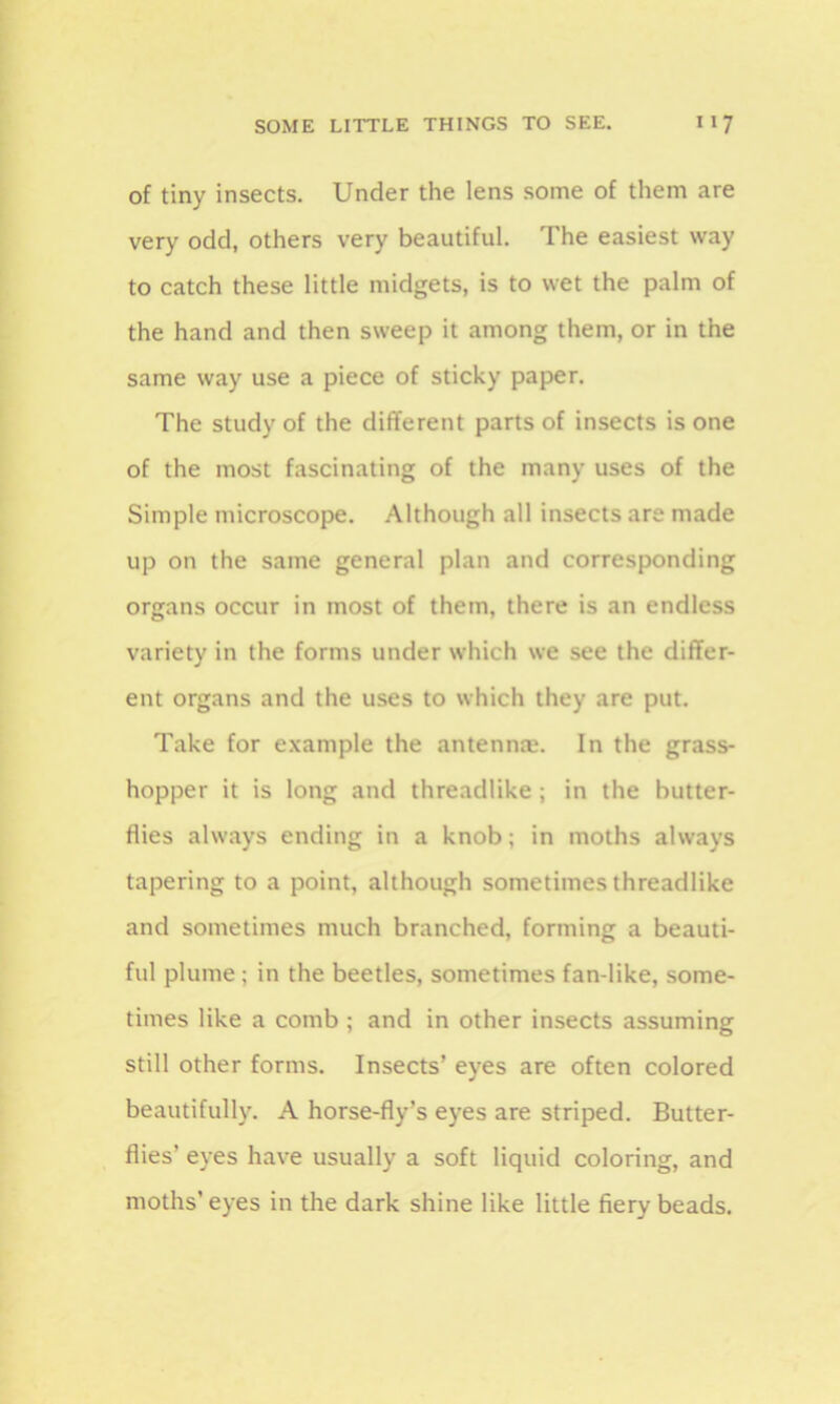of tiny insects. Under the lens some of them are very odd, others very beautiful. The easiest way to catch these little midgets, is to wet the palm of the hand and then sweep it among them, or in the same way use a piece of sticky paper. The study of the different parts of insects is one of the most fascinating of the many uses of the Simple microscope. Although all insects are made up on the same general plan and corresponding organs occur in most of them, there is an endless variety in the forms under which we see the differ- ent organs and the uses to which they are put. Take for example the antennm. In the grass- hopper it is long and threadlike; in the butter- flies always ending in a knob; in moths always tapering to a point, although sometimes threadlike and sometimes much branched, forming a beauti- ful plume ; in the beetles, sometimes fan-like, some- times like a comb ; and in other insects assuming still other forms. Insects’ eyes are often colored beautifully. A horse-fly’s eyes are striped. Butter- flies’ eyes have usually a soft liquid coloring, and moths’eyes in the dark shine like little fiery beads.