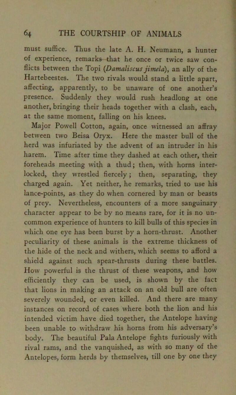 must suffice. Thus the late A. H. Neumann, a hunter of experience, remarks that he once or twice saw con- flicts between the Topi (Datnaliscus jiTnela), an ally of the Hartebeestes. The two rivals would stand a little apart, affecting, apparently, to be unaware of one another’s presence. Suddenly they would rush headlong at one another, bringing their heads together with a clash, each, at the same moment, falling on his knees. Major Powell Cotton, again, once witnessed an affray between two Beisa Oryx. Here the master bull of the herd was infuriated by the advent of an intruder in his harem. Time after time they dashed at each other, their foreheads meeting with a thud; then, with horns inter- locked, they wrestled fiercely; then, separating, they charged again. Yet neither, he remarks, tried to use his lance-points, as they do when cornered by man or beasts of prey. Nevertheless, encounters of a more sanguinary character appear to be by no means rare, for it is no un- common experience of hunters to kill bulls of this species in which one eye has been burst by a horn-thrust. Another peculiarity of these animals is the extreme thickness of the hide of the neck and withers, which seems to afford a shield against such spear-thrusts during these battles. How powerful is the thrust of these weapons, and how efficiently they can be used, is shown by the fact that lions in making an attack on an old bull are often severely wounded, or even killed. And there are many instances on record of cases where both the lion and his intended victim have died together, the Antelope having been unable to withdraw his horns from his adversary’s body. The beautiful Pala Antelope fights furiously with rival rams, and the vanquished, as with so many of the Antelopes, form herds by themselves, till one by one they