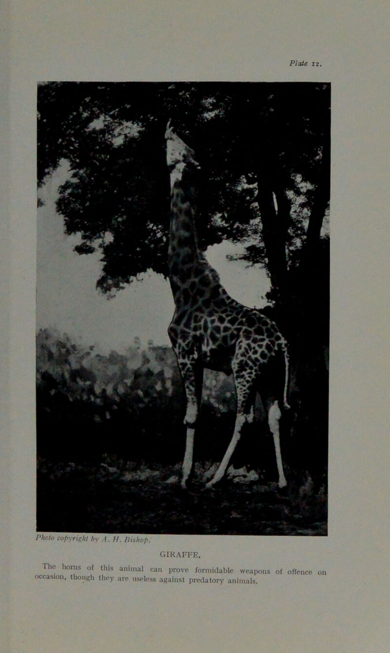 PtaU 12. giraffe. The horns of this animal can prove formidable weapons of offence on occasion, thongli they are useless against predatory animals.