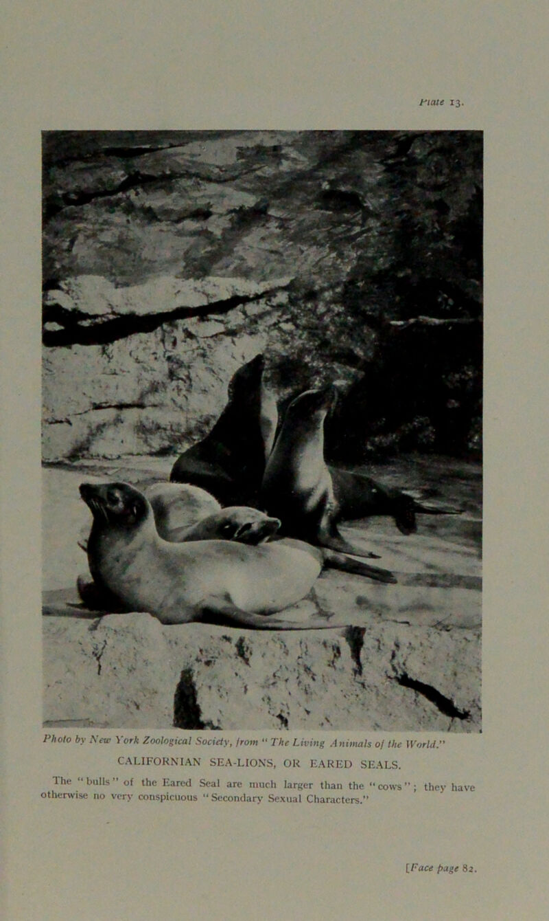 ftate 13. CALIFOKNIAN SEA-LIONS, OK EARED SEALS. Ihe “bulls” of the Eared Seal are much larger than the “cotvs”; they have otherwise no very conspicuous “ Secondary Sexual Characters.” {Face page 82.