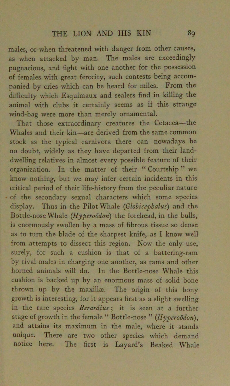 males, or when threatened with danger from other causes, as when attacked by man. The males are exceedingly pugnacious, and fight with one another for the possession of females with great ferocity, such contests being accom- panied by cries which can be heard for miles. From the difficulty which Esquimaux and sealers find in killing the animal with clubs it certainly seems as if this strange wind-bag were more than merely ornamental. That those extraordinary creatures the Cetacea—the Whales and their kin—are derived from the same common stock as the typical carnivora there can nowadays be no doubt, widely as they have departed from their land- dwelling relatives in almost every possible feature of their organization. In the matter of their “ Courtship ” we know nothing, but we may infer certain incidents in this critical period of their life-history from the peculiar nature • of the secondary sexual characters which some species display. Thus in the Pilot Whale (Globicephalus) and the Bottle-nose Whale {Hyperoodon) the forehead, in the bulls, is enormously swollen by a mass of fibrous tissue so dense as to turn the blade of the sharpest knife, as I know well from attempts to dissect this region. Now the only use, surely, for such a cushion is that of a battering-ram by rival males in charging one another, as rams and other horned animals will do. In the Bottle-nose Whale tliis cushion is backed up by an enormous mass of solid bone thrown up by the maxillae. The origin of this bony growth is interesting, for it appears first as a slight swelling in the rare species Berardius; it is seen at a further stage of growth in the female “ Bottle-nose ” (Hyperoodon), and attains its maximum in the male, where it stands unique. There are two other species which demand notice here. The first is Layard’s Beaked Whale