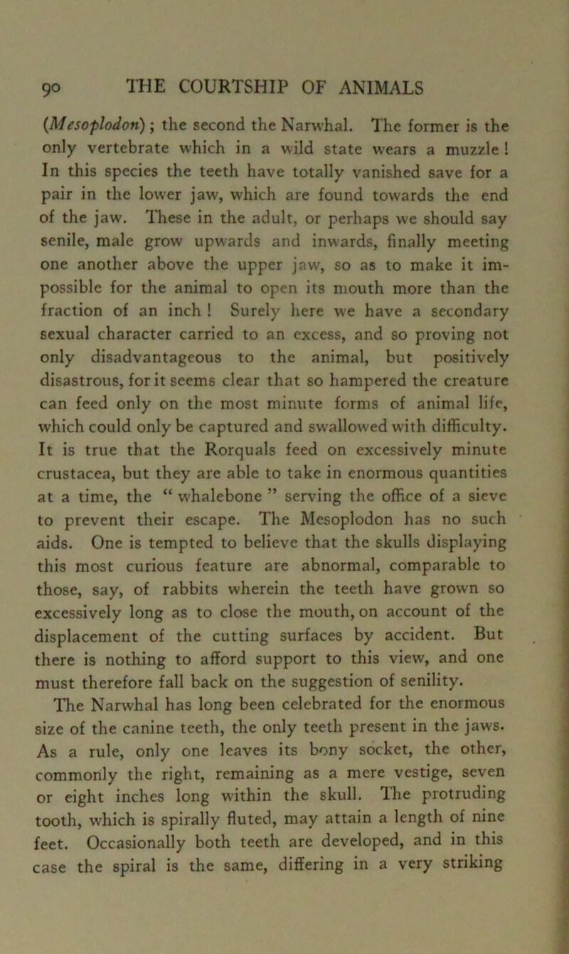 {Mesoplodon); the second the Narwhal. The former is the only vertebrate which in a wild state wears a muzzle ! In this species the teeth have totally vanished save for a pair in the lower jaw, which are found towards the end of the jaw. These in the adult, or perhaps we should say senile, male grow upwards and inwards, finally meeting one another above the upper jaw, so as to make it im- possible for the animal to open its mouth more than the fraction of an inch ! Surely here we have a secondary sexual character carried to an excess, and so proving not only disadvantageous to the animal, but positively disastrous, for it seems clear that so hampered the creature can feed only on the most minute forms of animal life, which could only be captured and sw'allowed with difficulty. It is true that the Rorquals feed on excessively minute Crustacea, but they are able to take in enormous quantities at a time, the “ whalebone ” serving the office of a sieve to prevent their escape. The Mesoplodon has no such aids. One is tempted to believe that the skulls displaying this most curious feature are abnormal, comparable to those, say, of rabbits wherein the teeth have grown so excessively long as to close the mouth, on account of the displacement of the cutting surfaces by accident. But there is nothing to afford support to this view, and one must therefore fall back on the suggestion of senility. The Narwhal has long been celebrated for the enormous size of the canine teeth, the only teeth present in the jaws. As a rule, only one leaves its bony socket, the other, commonly the right, remaining as a mere vestige, seven or eight inches long within the skull. The protruding tooth, which is spirally fluted, may attain a length of nine feet. Occasionally both teeth are developed, and in this case the spiral is the same, differing in a very striking