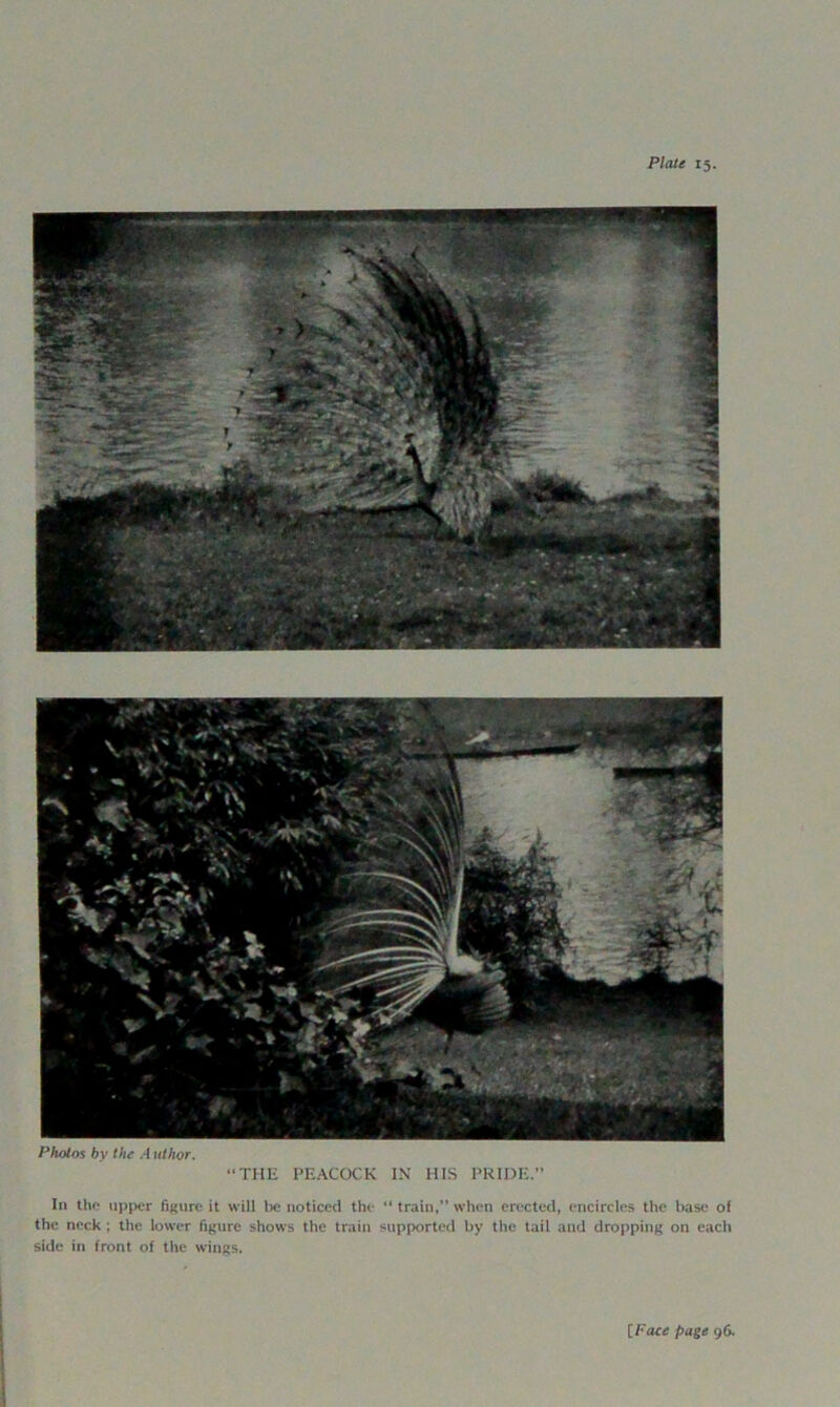 Photos by the .-1 ulhor. “THU PEACOCK I.\ HIS PRIDE. In the iii)pcr figure it will t>e noticed the “ train,” when erected, encircU'S the base of the neck; the lower figure shows the train supported by the tail and dropping on each side in front of the wings.