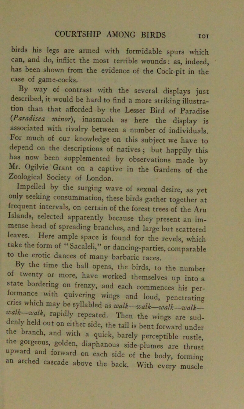 lOI birds his legs are armed with formidable spurs which can, and do, inflict the most terrible wounds: as, indeed, has been shown from the evidence of the Cock-pit in the case of game-cocks. By way of contrast with the several displays just described, it would be hard to find a more striking illustra- tion than that afforded by the Lesser Bird of Paradise {Paradisea minor), inasmuch as here the display is associated with rivalry between a number of individuals. For much of our knowledge on this subject we have to depend on the descriptions of natives ; but happily this has now been supplemented by observations made by Mr. O^lvie Grant on a captive in the Gardens of the Zoological Society of London. Impelled by the surging wave of sexual desire, as yet only seeking consummation, these birds gather together at frequent intervals, on certain of the forest trees of the Aru Islands, selected apparently because they present an im- mense head of spreading branches, and large but scattered leaves. Here ample space is found for the revels, which take the form of “ Sacaleli,” or dancing-parties, comparable to the erotic dances of many barbaric races. By the time the ball opens, the birds, to the number of twenty or more, have worked themselves up into a state bordering on frenzy, and each commences his per- formance with quivering wings and loud, penetrating cries which may be syllabled as walk-walk—^alk—<oalk— T rapidly repeated. Then the wings are sud- enly held out on either side, the tail is bent forward under t e branch, and with a quick, barely perceptible rustle e gorgeous, golden, diaphanous side-plumes are thrust upward and forward on each side of the body, forming an arched cascade above the back. With every muscle