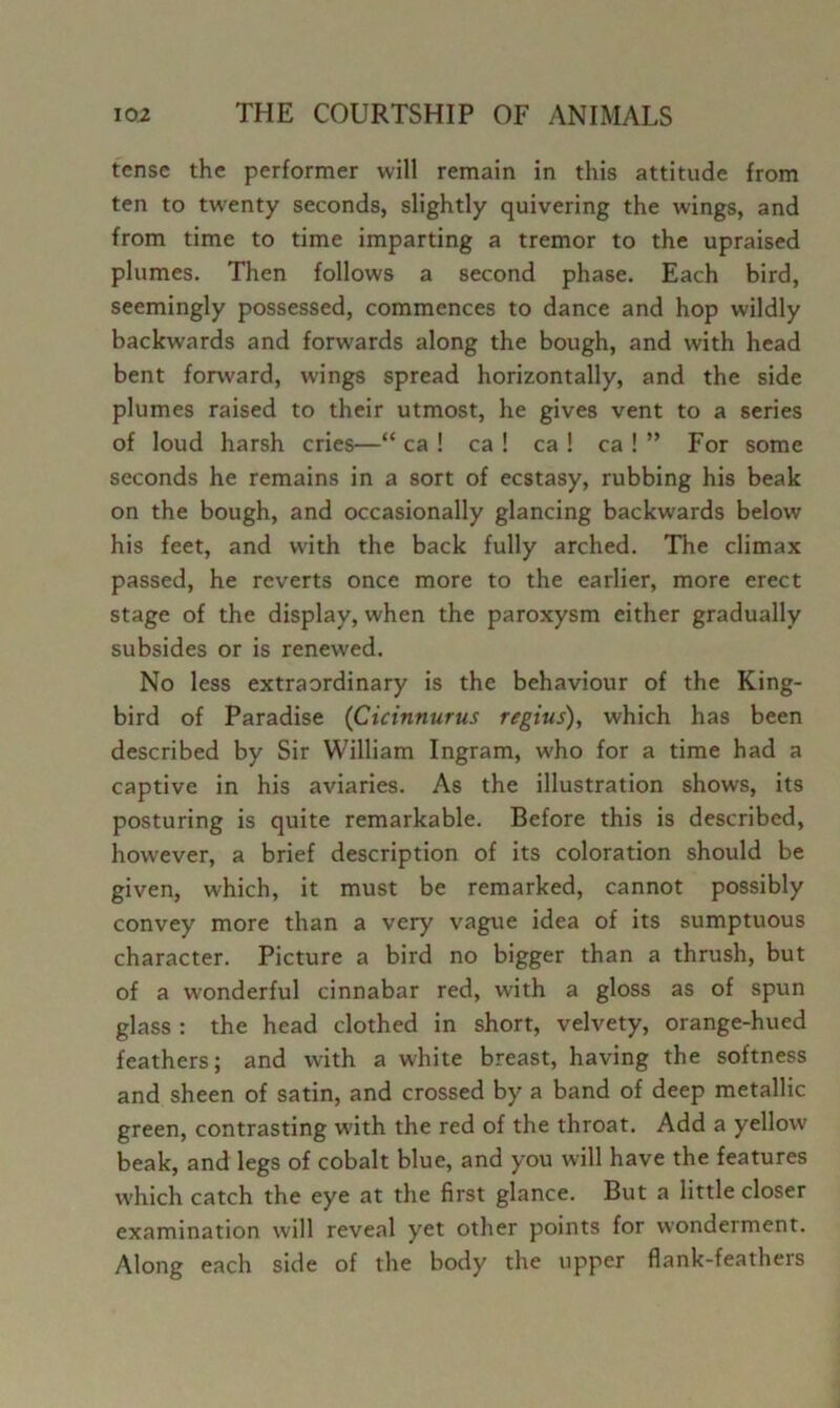 tense the performer will remain in this attitude from ten to twenty seconds, slightly quivering the wings, and from time to time imparting a tremor to the upraised plumes. Then follows a second phase. Each bird, seemingly possessed, commences to dance and hop wildly backwards and forwards along the bough, and with head bent forward, wings spread horizontally, and the side plumes raised to their utmost, he gives vent to a series of loud harsh cries—“ ca ! ca ! ca ! ca ! ” For some seconds he remains in a sort of ecstasy, rubbing his beak on the bough, and occasionally glancing backwards below his feet, and with the back fully arched. The climax passed, he reverts once more to the earlier, more erect stage of the display, when the paroxysm either gradually subsides or is renewed. No less extraordinary is the behaviour of the King- bird of Paradise {Cicinnurus regius), which has been described by Sir William Ingram, who for a time had a captive in his aviaries. As the illustration shows, its posturing is quite remarkable. Before this is described, however, a brief description of its coloration should be given, which, it must be remarked, cannot possibly convey more than a very vague idea of its sumptuous character. Picture a bird no bigger than a thrush, but of a wonderful cinnabar red, with a gloss as of spun glass : the head clothed in short, velvety, orange-hued feathers; and with a white breast, having the softness and sheen of satin, and crossed by a band of deep metallic green, contrasting with the red of the throat. Add a yellow beak, and legs of cobalt blue, and you will have the features which catch the eye at the first glance. But a little closer examination will reveal yet other points for wonderment. Along each side of the body the upper flank-feathers