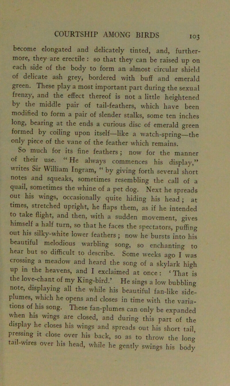 103 become elongated and delicately tinted, and, further- more, they are erectile : so that they can be raised up on each side of the body to form an almost circular shield of delicate ash grey, bordered with buff and emerald green. These play a most important part during the sexual frenzy, and the effect thereof is not a little heightened by the middle pair of tail-feathers, which have been modified to form a pair of slender stalks, some ten inches long, bearing at the ends a curious disc of emerald green formed by coiling upon itself—like a watch-spring—the only piece of the vane of the feather which remains. So much for its fine feathers; now for the manner of their use. “He always commences his display,” writes Sir William Ingram, “ by giving forth several short notes and squeaks, sometimes resembling the call of a quail, sometimes the whine of a pet dog. Next he spreads out his wings, occasionally quite hiding his head; at times, stretched upright, he flaps them, as if he intended to take flight, and then, with a sudden movement, gives himself a half turn, so that he faces the spectators, puffing out his silky-white lower feathers ; now he bursts into his beautiful melodious warbling song, so enchanting to hear but so difficult to describe. Some weeks ago I was crossing a meadow and heard the song of a skylark high up in the heavens, and I exclaimed at once : ‘ That is the love-chant of my King-bird.’ He sings a low bubbling note, displaying all the while his beautiful fan-like side- plumes, which he opens and closes in time with the varia- tions of his song. These fan-plumes can only be expanded when his wings are closed, and during this part of the display he closes his wings and spreads out his short tail pressing it close over his back, so as to throw the lone tail-wires over his head, while he gently swings his body