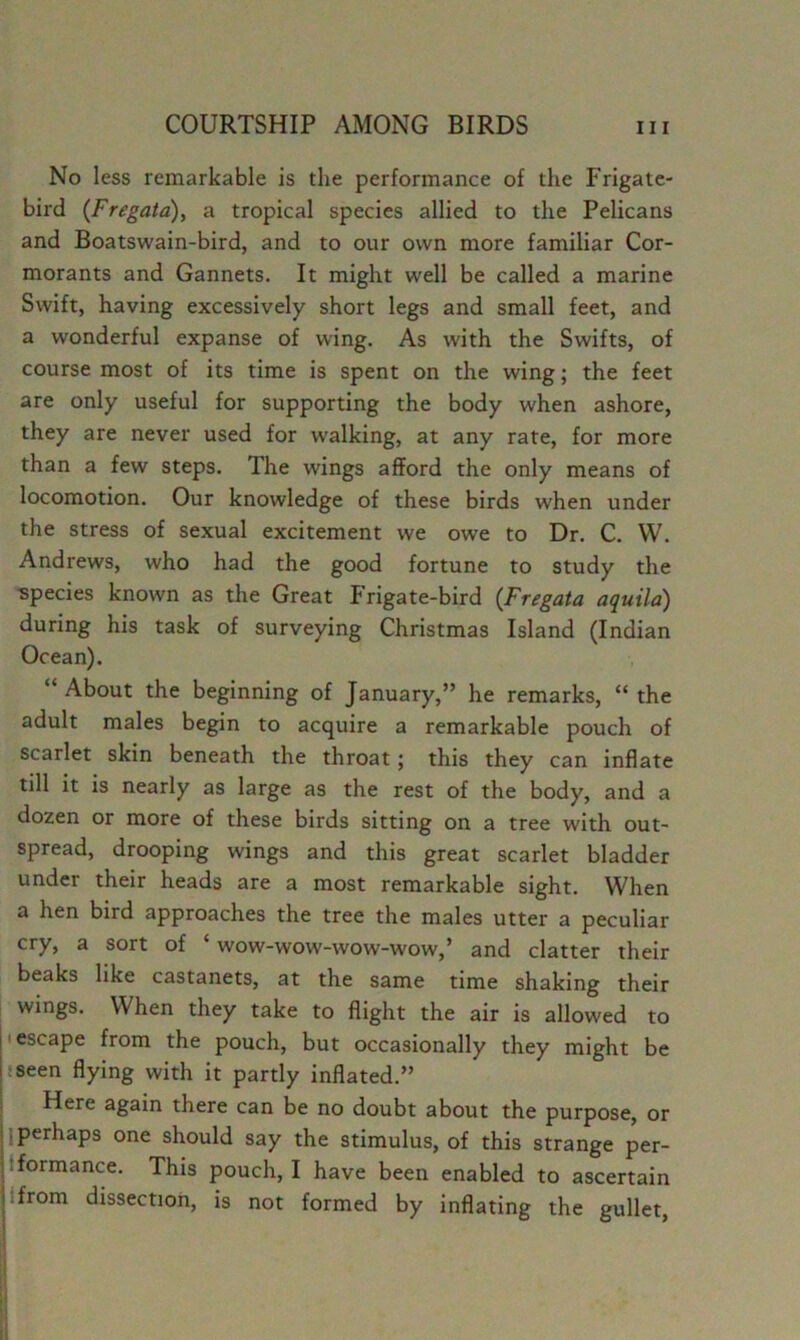 No less remarkable is the performance of the Frigate- bird (Fregaia), a tropical species allied to the Pelicans and Boatswain-bird, and to our own more familiar Cor- morants and Gannets. It might well be called a marine Swift, having excessively short legs and small feet, and a wonderful expanse of wing. As with the Swifts, of course most of its time is spent on the wing; the feet are only useful for supporting the body when ashore, they are never used for walking, at any rate, for more than a few steps. The wings afford the only means of locomotion. Our knowledge of these birds when under the stress of sexual excitement we owe to Dr. C. W. Andrews, who had the good fortune to study the species known as the Great Frigate-bird (Fregata aquila) during his task of surveying Christmas Island (Indian Ocean). “ About the beginning of January,” he remarks, “ the adult males begin to acquire a remarkable pouch of scarlet skin beneath the throat; this they can inflate till it is nearly as large as the rest of the body, and a dozen or more of these birds sitting on a tree with out- spread, drooping wings and this great scarlet bladder under their heads are a most remarkable sight. When a hen bird approaches the tree the males utter a peculiar cry, a sort of ‘ wow-wow-wow-wow,’ and clatter their beaks like castanets, at the same time shaking their wings. When they take to flight the air is allowed to t escape from the pouch, but occasionally they might be iseen flying with it partly inflated.” Here again there can be no doubt about the purpose, or 1 perhaps one should say the stimulus, of this strange per- tformance. This pouch, I have been enabled to ascertain {from dissection, is not formed by inflating the gullet,