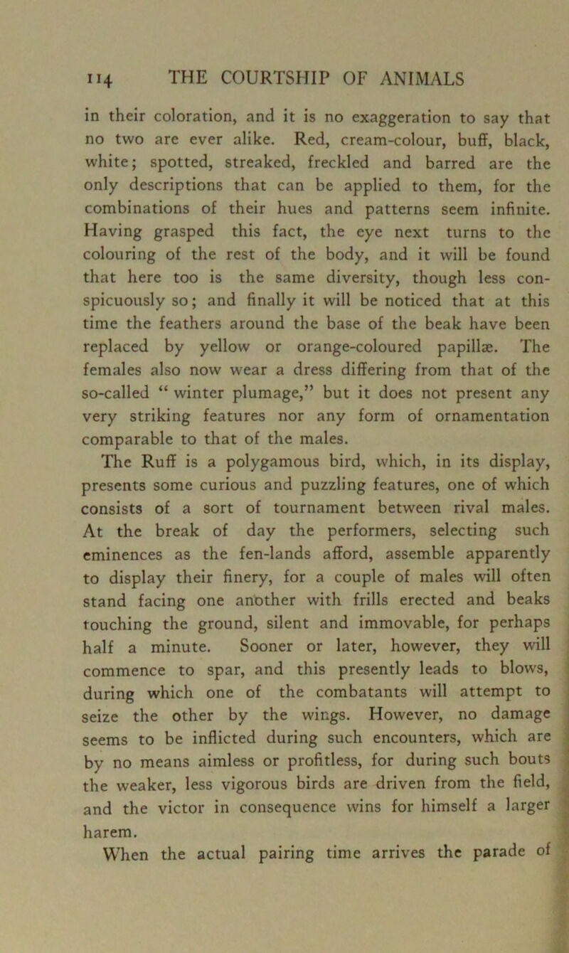 in their coloration, and it is no exaggeration to say that no two are ever alike. Red, cream-colour, buff, black, white; spotted, streaked, freckled and barred are the only descriptions that can be applied to them, for the combinations of their hues and patterns seem infinite. Having grasped this fact, the eye next turns to the colouring of the rest of the body, and it will be found that here too is the same diversity, though less con- spicuously so; and finally it will be noticed that at this time the feathers around the base of the beak have been replaced by yellow or orange-coloured papillae. The females also now wear a dress differing from that of the so-called “ winter plumage,” but it does not present any very striking features nor any form of ornamentation comparable to that of the males. The Ruff is a polygamous bird, which, in its display, presents some curious and puzzling features, one of which consists of a sort of tournament between rival males. At the break of day the performers, selecting such eminences as the fen-lands afford, assemble apparently to display their finery, for a couple of males will often stand facing one another with frills erected and beaks touching the ground, silent and immovable, for perhaps half a minute. Sooner or later, however, they will commence to spar, and this presently leads to blows, ; during which one of the combatants will attempt to seize the other by the wings. However, no damage seems to be inflicted during such encounters, which are by no means aimless or profitless, for during such bouts the weaker, less vigorous birds are driven from the field, and the victor in consequence wins for himself a larger j harem. J When the actual pairing time arrives the parade of •