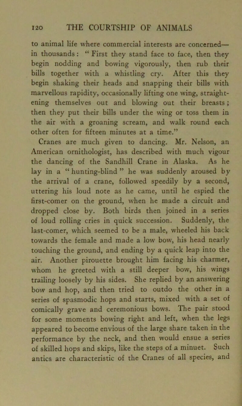 to animal life where commercial interests are concerned— in thousands: “ First they stand face to face, then they begin nodding and bowing vigorously, then rub their bills together with a whistling cry. After this they begin shaking their heads and snapping their bills with marvellous rapidity, occasionally lifting one wing, straight- ening themselves out and blowing out their breasts; then they put their bills under the wing or toss them in the air with a groaning scream, and walk round each other often for fifteen minutes at a time.” Cranes are much given to dancing. Mr. Nelson, an American ornithologist, has described with much vigour the dancing of the Sandhill Crane in Alaska. As he lay in a “ hunting-blind ” he was suddenly aroused by the arrival of a crane, followed speedily by a second, uttering his loud note as he came, until he espied the first-comer on the ground, when he made a circuit and dropped close by. Both birds then joined in a series of loud rolling cries in quick succession. Suddenly, the last-comer, which seemed to be a male, wheeled his back towards the female and made a low bow, his head nearly touching the ground, and ending by a quick leap into the air. Another pirouette brought him facing his charmer, whom he greeted with a still deeper bow, his wings trailing loosely by his sides. She replied by an answering bow and hop, and then tried to outdo the other in a series of spasmodic hops and starts, mixed with a set of comically grave and ceremonious bows. The pair stood for some moments bowing right and left, when the legs appeared to become envious of the large share taken in the performance by the neck, and then would ensue a series of skilled hops and skips, like the steps of a minuet. Such antics are characteristic of the Cranes of all species, and