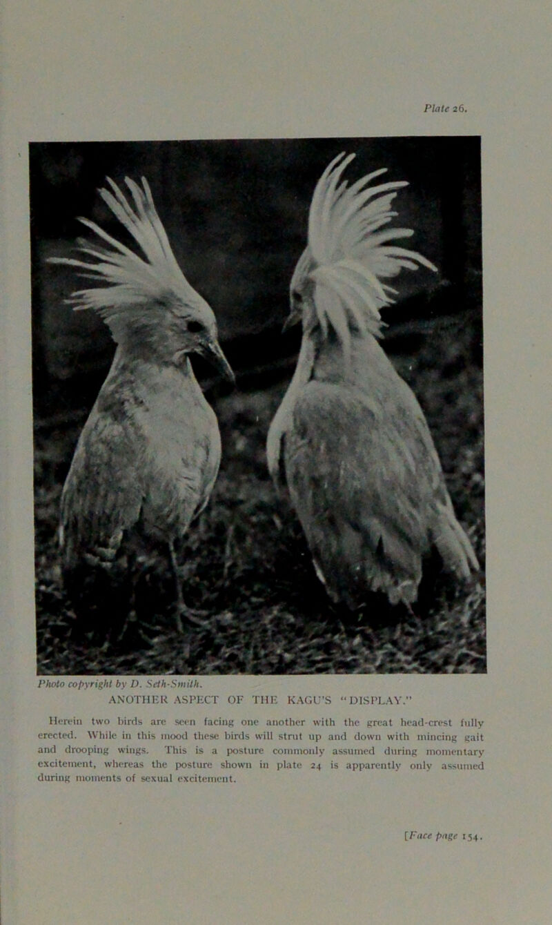 Photo copyright by D. Seth-Smith. ANOTHER ASPECT OF THE KAGU’S “DISPLAY.” Herein two birds are seen facing one another with the great head-crest fully erected. While in this mood these birds will strut up and down with mincing gait and drooping wings. This is a posture commonly assumed during momentary excitement, whereas the posture shown in plate 24 is apparently only assumed during moments of sexual excitement. [Face page 154.