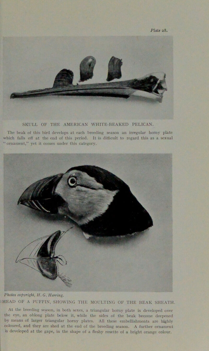 SKULL OF THE AMERICAN WHITE-BEAKED PELICAN. Thfi beak o( this bird develops at each breeding season an irregular horny plate which falls off at the end of this period. It is difficult to regard this as a sexual ■' onianient,” yet it comes under this categorj’. Photos copyright, H. G. Herring. HEAD OF A PUFFIN, SHOWING THE MOULTING OF THE BEAK SHEATH. At the breeding season, in both sexes, a triangular horny plate is developed over the eye, an oblong plate below it, while the sides of the beak become deepened by means of larger triangular honiy plates. All these embellishments are highly coloured, and they are shed at the end of the breeding season. A further ornament is developed at the gajx;, in the shape of a fleshy rosette of a bright orange colour.