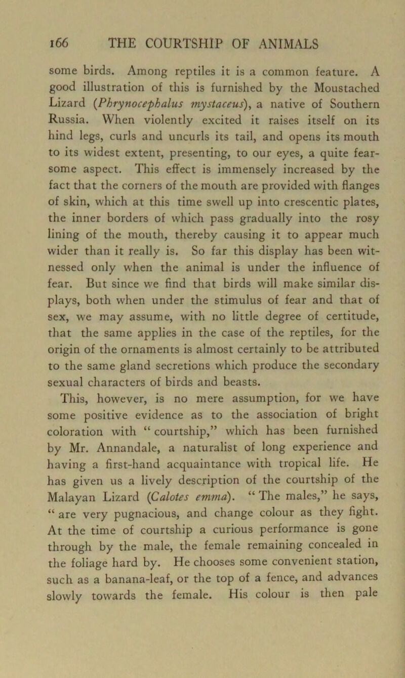 some birds. Among reptiles it is a common feature. A good illustration of this is furnished by the Moustached Lizard {Phrynocephalus mystaceus), a native of Southern Russia. When violently excited it raises itself on its hind legs, curls and uncurls its tail, and opens its mouth to its widest extent, presenting, to our eyes, a quite fear- some aspect. This effect is immensely increased by the fact that the corners of the mouth are provided with flanges of skin, which at this time swell up into crescentic plates, the inner borders of which pass gradually into the rosy lining of the mouth, thereby causing it to appear much wider than it really is. So far this display has been wit- nessed only when the animal is under the influence of fear. But since we find that birds will make similar dis- plays, both when under the stimulus of fear and that of sex, we may assume, with no little degree of certitude, that the same applies in the case of the reptiles, for the origin of the ornaments is almost certainly to be attributed to the same gland secretions which produce the secondary sexual characters of birds and beasts. This, however, is no mere assumption, for we have some positive evidence as to the association of bright coloration with “ courtship,” which has been furnished by Mr. Annandale, a naturalist of long experience and having a first-hand acquaintance with tropical life. He has given us a lively description of the courtship of the Malayan Lizard (Calotes emnia). “ The males,” he says, “ are very pugnacious, and change colour as they fight. At the time of courtship a curious performance is gone through by the male, the female remaining concealed in the foliage hard by. He chooses some convenient station, such as a banana-leaf, or the top of a fence, and advances slowly towards the female. His colour is then pale