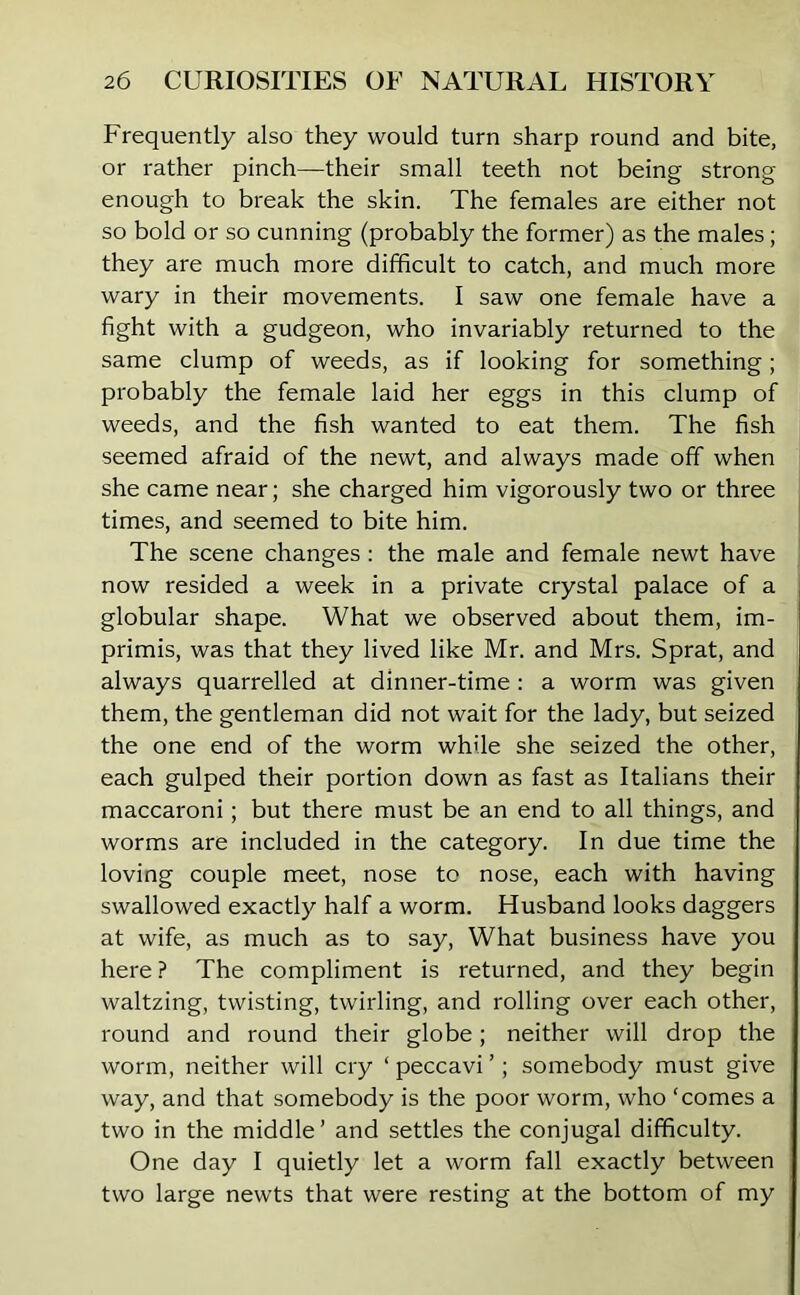 Frequently also they would turn sharp round and bite, or rather pinch—their small teeth not being strong enough to break the skin. The females are either not so bold or so cunning (probably the former) as the males; they are much more difficult to catch, and much more wary in their movements. I saw one female have a fight with a gudgeon, who invariably returned to the same clump of weeds, as if looking for something; probably the female laid her eggs in this clump of weeds, and the fish wanted to eat them. The fish seemed afraid of the newt, and always made off when she came near; she charged him vigorously two or three times, and seemed to bite him. The scene changes : the male and female newt have now resided a week in a private crystal palace of a globular shape. What we observed about them, im- primis, was that they lived like Mr. and Mrs. Sprat, and always quarrelled at dinner-time : a worm was given them, the gentleman did not wait for the lady, but seized the one end of the worm while she seized the other, each gulped their portion down as fast as Italians their maccaroni; but there must be an end to all things, and worms are included in the category. In due time the loving couple meet, nose to nose, each with having swallowed exactly half a worm. Husband looks daggers at wife, as much as to say, What business have you here ? The compliment is returned, and they begin waltzing, twisting, twirling, and rolling over each other, round and round their globe; neither will drop the worm, neither will cry * peccavi ’; somebody must give way, and that somebody is the poor worm, who ‘comes a two in the middle’ and settles the conjugal difficulty. One day I quietly let a worm fall exactly between two large newts that were resting at the bottom of my