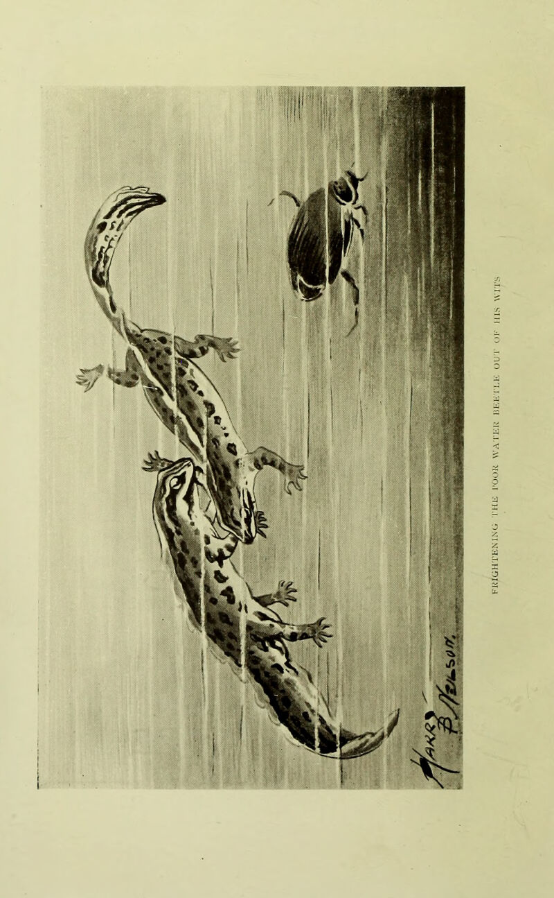 FRIGHTENING THE POOR WATER BEETLE OUT OF HIS WITS