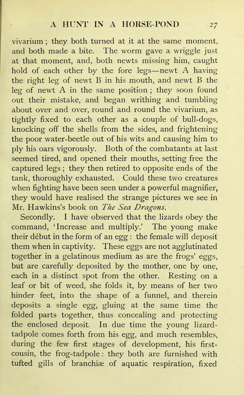vivarium ; they both turned at it at the same moment, and both made a bite. The worm gave a wriggle just at that moment, and, both newts missing him, caught hold of each other by the fore legs—newt A having the right leg of newt B in his mouth, and newt B the leg of newt A in the same position ; they soon found out their mistake, and began writhing and tumbling about over and over, round and round the vivarium, as tightly fixed to each other as a couple of bull-dogs, knocking off the shells from the sides, and frightening the poor water-beetle out of his wits and causing him to ply his oars vigorously. Both of the combatants at last seemed tired, and opened their mouths, setting free the captured legs ; they then retired to opposite ends of the tank, thoroughly exhausted. Could these two creatures when fighting have been seen under a powerful magnifier, they would have realised the strange pictures we see in Mr. Hawkins’s book on The Sea Dragons. Secondly. I have observed that the lizards obey the command, ‘Increase and multiply.’ The young make their debut in the form of an egg : the female will deposit them when in captivity. These eggs are not agglutinated together in a gelatinous medium as are the frogs’ eggs, but are carefully deposited by the mother, one by one, each in a distinct spot from the other. Resting on a leaf or bit of weed, she folds it, by means of her two hinder feet, into the shape of a funnel, and therein deposits a single egg, gluing at the same time the folded parts together, thus concealing and protecting the enclosed deposit. In due time the young lizard- tadpole comes forth from his egg, and much resembles, during the few first stages of development, his first- cousin, the frog-tadpole: they both are furnished with tufted gills of branchiae of aquatic respiration, fixed