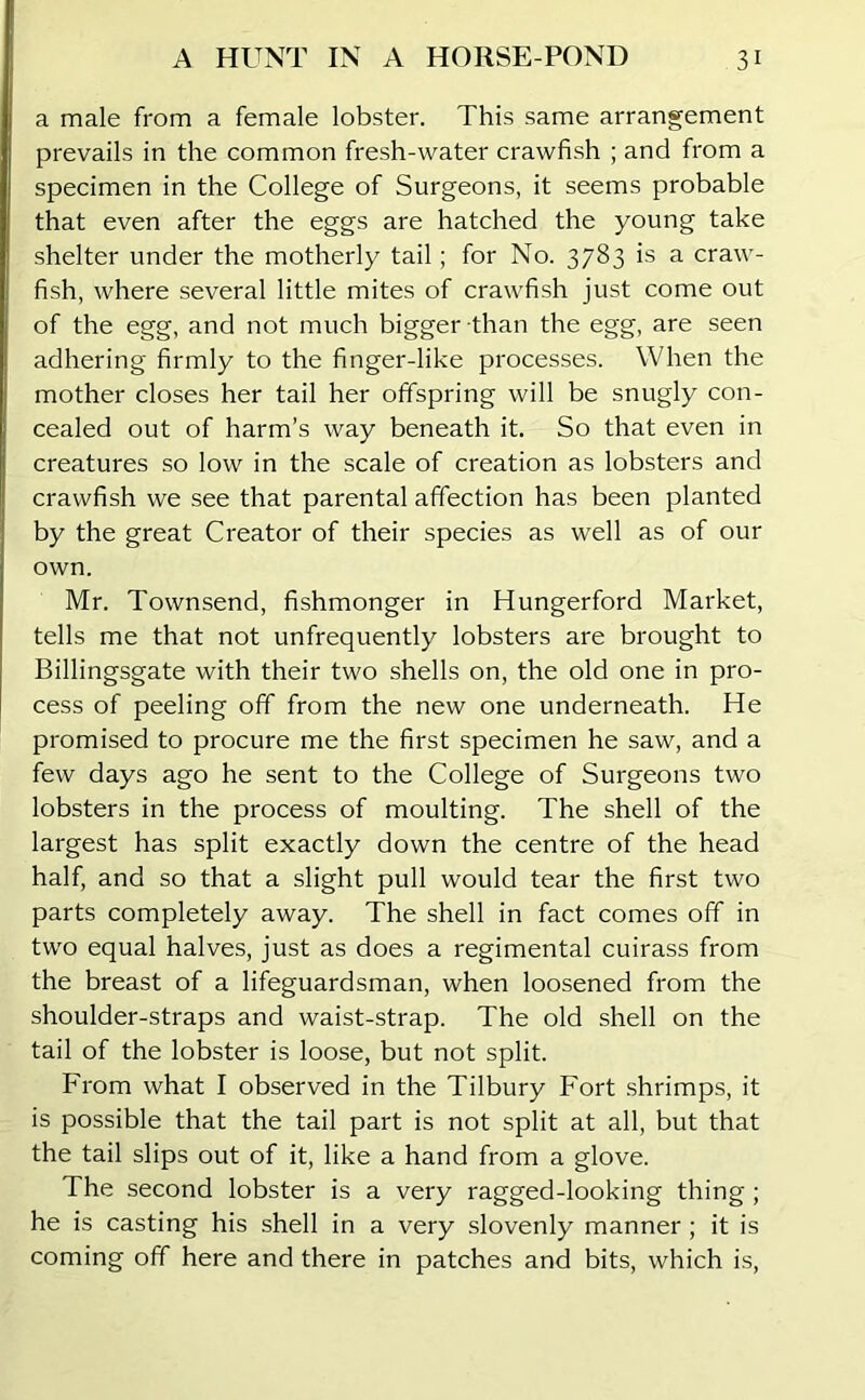 a male from a female lobster. This same arrangement prevails in the common fresh-water crawfish ; and from a specimen in the College of Surgeons, it seems probable that even after the eggs are hatched the young take shelter under the motherly tail ; for No. 3783 is a craw- fish, where several little mites of crawfish just come out of the egg, and not much bigger than the egg, are seen adhering firmly to the finger-like processes. When the mother closes her tail her offspring will be snugly con- cealed out of harm’s way beneath it. So that even in creatures so low in the scale of creation as lobsters and crawfish we see that parental affection has been planted by the great Creator of their species as well as of our own. Mr. Townsend, fishmonger in Hungerford Market, tells me that not unfrequently lobsters are brought to Billingsgate with their two shells on, the old one in pro- cess of peeling off from the new one underneath. He promised to procure me the first specimen he saw, and a few days ago he sent to the College of Surgeons two lobsters in the process of moulting. The shell of the largest has split exactly down the centre of the head half, and so that a slight pull would tear the first two parts completely away. The shell in fact comes off in two equal halves, just as does a regimental cuirass from the breast of a lifeguardsman, when loosened from the shoulder-straps and waist-strap. The old shell on the tail of the lobster is loose, but not split. From what I observed in the Tilbury Fort shrimps, it is possible that the tail part is not split at all, but that the tail slips out of it, like a hand from a glove. The second lobster is a very ragged-looking thing ; he is casting his shell in a very slovenly manner ; it is coming off here and there in patches and bits, which is,