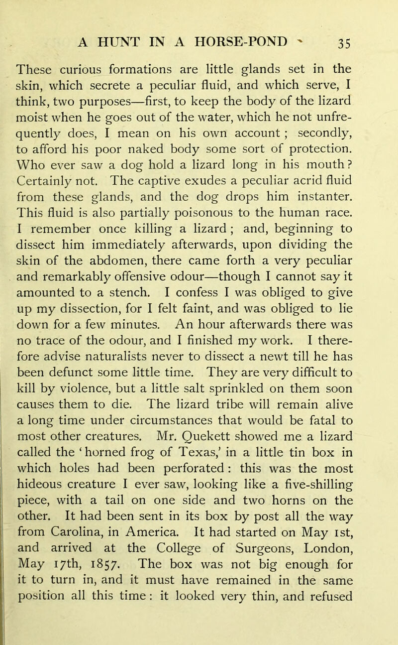 These curious formations are little glands set in the skin, which secrete a peculiar fluid, and which serve, I think, two purposes—first, to keep the body of the lizard moist when he goes out of the water, which he not unfre- quently does, I mean on his own account ; secondly, to afford his poor naked body some sort of protection. Who ever saw a dog hold a lizard long in his mouth ? Certainly not. The captive exudes a peculiar acrid fluid from these glands, and the dog drops him instanter. This fluid is also partially poisonous to the human race. I remember once killing a lizard ; and, beginning to dissect him immediately afterwards, upon dividing the skin of the abdomen, there came forth a very peculiar and remarkably offensive odour—though I cannot say it amounted to a stench. I confess I was obliged to give up my dissection, for I felt faint, and was obliged to lie down for a few minutes. An hour afterwards there was no trace of the odour, and I finished my work. I there- fore advise naturalists never to dissect a newt till he has been defunct some little time. They are very difficult to kill by violence, but a little salt sprinkled on them soon causes them to die. The lizard tribe will remain alive a long time under circumstances that would be fatal to most other creatures. Mr. Quekett showed me a lizard called the ‘horned frog of Texas,’ in a little tin box in which holes had been perforated : this was the most hideous creature I ever saw, looking like a five-shilling piece, with a tail on one side and two horns on the other. It had been sent in its box by post all the way from Carolina, in America. It had started on May ist, and arrived at the College of Surgeons, London, May 17th, 1857. The box was not big enough for it to turn in, and it must have remained in the same position all this time: it looked very thin, and refused