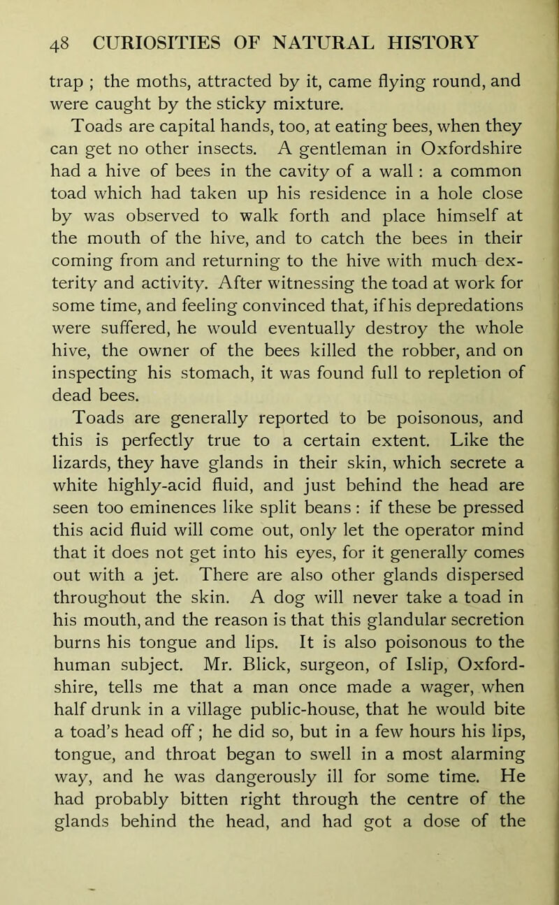 trap ; the moths, attracted by it, came flying round, and were caught by the sticky mixture. Toads are capital hands, too, at eating bees, when they can get no other insects. A gentleman in Oxfordshire had a hive of bees in the cavity of a wall : a common toad which had taken up his residence in a hole close by was observed to walk forth and place himself at the mouth of the hive, and to catch the bees in their coming from and returning to the hive with much dex- terity and activity. After witnessing the toad at work for some time, and feeling convinced that, if his depredations were suffered, he would eventually destroy the whole hive, the owner of the bees killed the robber, and on inspecting his stomach, it was found full to repletion of dead bees. Toads are generally reported to be poisonous, and this is perfectly true to a certain extent. Like the lizards, they have glands in their skin, which secrete a white highly-acid fluid, and just behind the head are seen too eminences like split beans : if these be pressed this acid fluid will come out, only let the operator mind that it does not get into his eyes, for it generally comes out with a jet. There are also other glands dispersed throughout the skin. A dog will never take a toad in his mouth, and the reason is that this glandular secretion burns his tongue and lips. It is also poisonous to the human subject. Mr. Blick, surgeon, of Islip, Oxford- shire, tells me that a man once made a wager, when half drunk in a village public-house, that he would bite a toad’s head off; he did so, but in a few hours his lips, tongue, and throat began to swell in a most alarming way, and he was dangerously ill for some time. He had probably bitten right through the centre of the glands behind the head, and had got a dose of the
