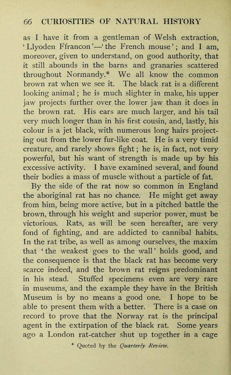 as I have it from a gentleman of Welsh extraction, 1 Llyoden Ffrancon’—‘the French mouse’; and I am, moreover, given to understand, on good authority, that it still abounds in the barns and granaries scattered throughout Normandy.* We all know the common brown rat when we see it. The black rat is a different looking animal; he is much slighter in make, his upper jaw projects further over the lower jaw than it does in the brown rat. His ears are much larger, and his tail very much longer than in his first cousin, and, lastly, his colour is a jet black, with numerous long hairs project- ing out from the lower fur-like coat. He is a very timid creature, and rarely shows fight; he is, in fact, not very powerful, but his want of strength is made up by his excessive activity. I have examined several, and found their bodies a mass of muscle without a particle of fat. By the side of the rat now so common in England the aboriginal rat has no chance. He might get away from him, being more active, but in a pitched battle the brown, through his weight and superior power, must be victorious. Rats, as will be seen hereafter, are very fond of fighting, and are addicted to cannibal habits. In the rat tribe, as well as among ourselves, the maxim that ‘ the weakest goes to the wall ’ holds good, and the consequence is that the black rat has become very scarce indeed, and the brown rat reigns predominant in his stead. Stuffed specimens even are very rare in museums, and the example they have in the British Museum is by no means a good one. I hope to be able to present them with a better. There is a case on record to prove that the Norway rat is the principal agent in the extirpation of the black rat. Some years ago a London rat-catcher shut up together in a cage * Quoted by the Quarterly Review.