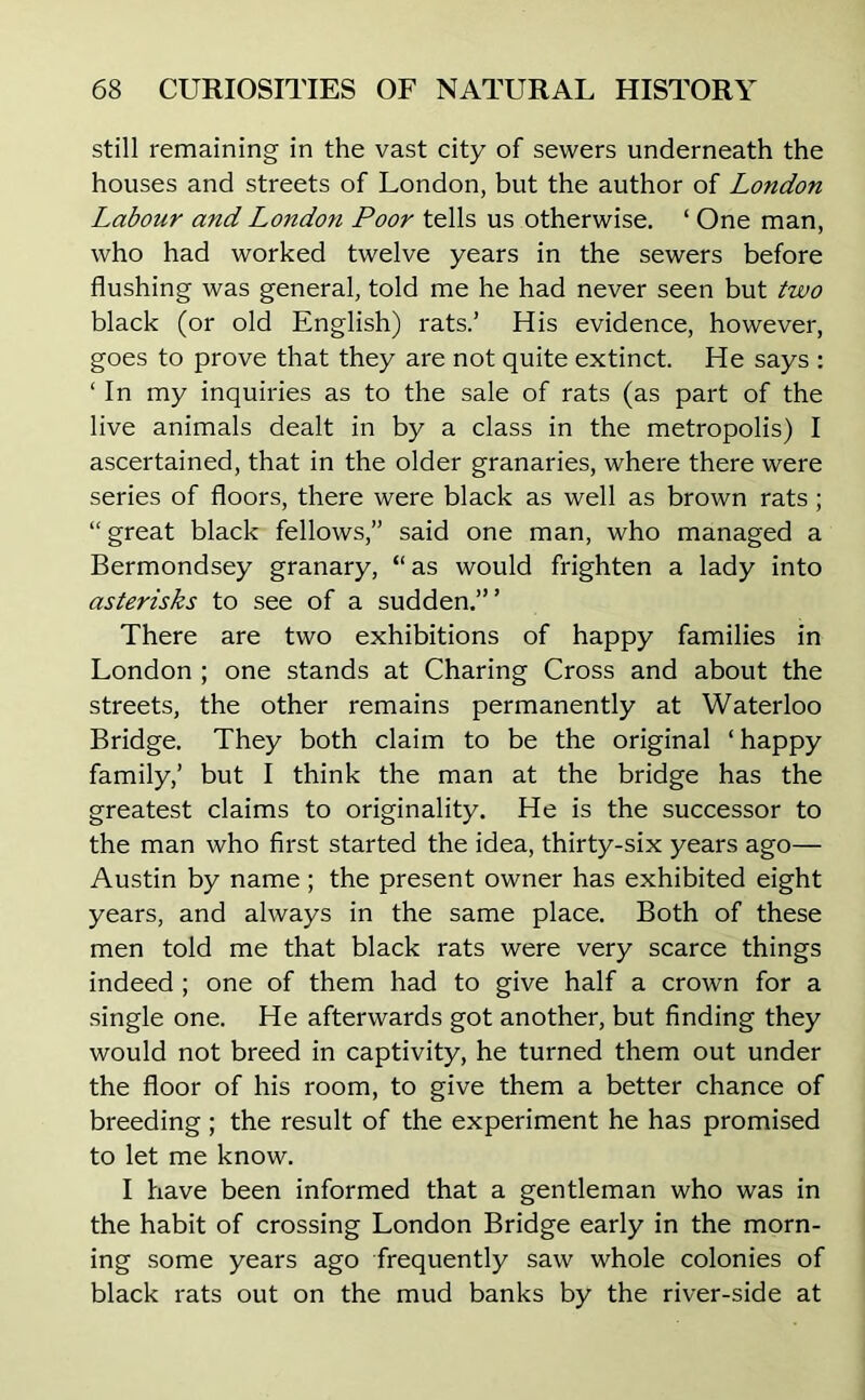 still remaining in the vast city of sewers underneath the houses and streets of London, but the author of London Labour and London Poor tells us otherwise. ‘ One man, who had worked twelve years in the sewers before flushing was general, told me he had never seen but two black (or old English) rats.’ His evidence, however, goes to prove that they are not quite extinct. He says : ‘ In my inquiries as to the sale of rats (as part of the live animals dealt in by a class in the metropolis) I ascertained, that in the older granaries, where there were series of floors, there were black as well as brown rats ; “great black fellows,” said one man, who managed a Bermondsey granary, “as would frighten a lady into asterisks to see of a sudden.’” There are two exhibitions of happy families in London ; one stands at Charing Cross and about the streets, the other remains permanently at Waterloo Bridge. They both claim to be the original ‘happy family,’ but I think the man at the bridge has the greatest claims to originality. He is the successor to the man who first started the idea, thirty-six years ago— Austin by name; the present owner has exhibited eight years, and always in the same place. Both of these men told me that black rats were very scarce things indeed ; one of them had to give half a crown for a single one. He afterwards got another, but finding they would not breed in captivity, he turned them out under the floor of his room, to give them a better chance of breeding ; the result of the experiment he has promised to let me know. I have been informed that a gentleman who was in the habit of crossing London Bridge early in the morn- ing some years ago frequently saw whole colonies of black rats out on the mud banks by the river-side at