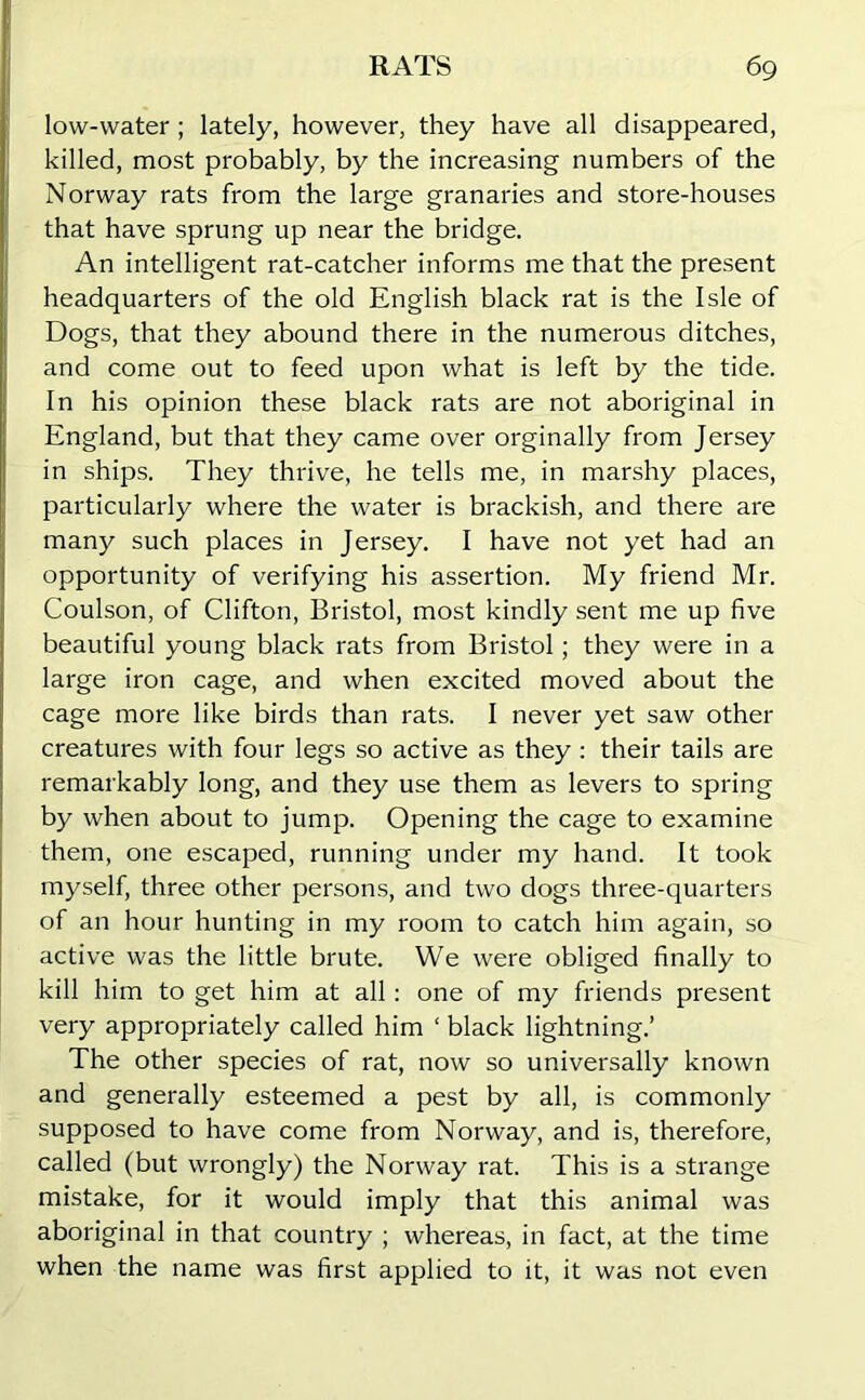 low-water; lately, however, they have all disappeared, killed, most probably, by the increasing numbers of the Norway rats from the large granaries and store-houses that have sprung up near the bridge. An intelligent rat-catcher informs me that the present headquarters of the old English black rat is the Isle of Dogs, that they abound there in the numerous ditches, and come out to feed upon what is left by the tide. In his opinion these black rats are not aboriginal in England, but that they came over orginally from Jersey in ships. They thrive, he tells me, in marshy places, particularly where the water is brackish, and there are many such places in Jersey. I have not yet had an opportunity of verifying his assertion. My friend Mr. Coulson, of Clifton, Bristol, most kindly sent me up five beautiful young black rats from Bristol; they were in a large iron cage, and when excited moved about the cage more like birds than rats. I never yet saw other creatures with four legs so active as they : their tails are remarkably long, and they use them as levers to spring by when about to jump. Opening the cage to examine them, one escaped, running under my hand. It took myself, three other persons, and two dogs three-quarters of an hour hunting in my room to catch him again, so active was the little brute. We were obliged finally to kill him to get him at all: one of my friends present very appropriately called him ‘ black lightning.’ The other species of rat, now so universally known and generally esteemed a pest by all, is commonly supposed to have come from Norway, and is, therefore, called (but wrongly) the Norway rat. This is a strange mistake, for it would imply that this animal was aboriginal in that country ; whereas, in fact, at the time when the name was first applied to it, it was not even