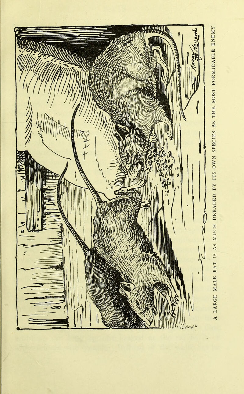 LARGE MALE RAT IS AS MUCH DREADED BY ITS OWN SPECIES AS THE MOST FORMIDABLE ENEMY