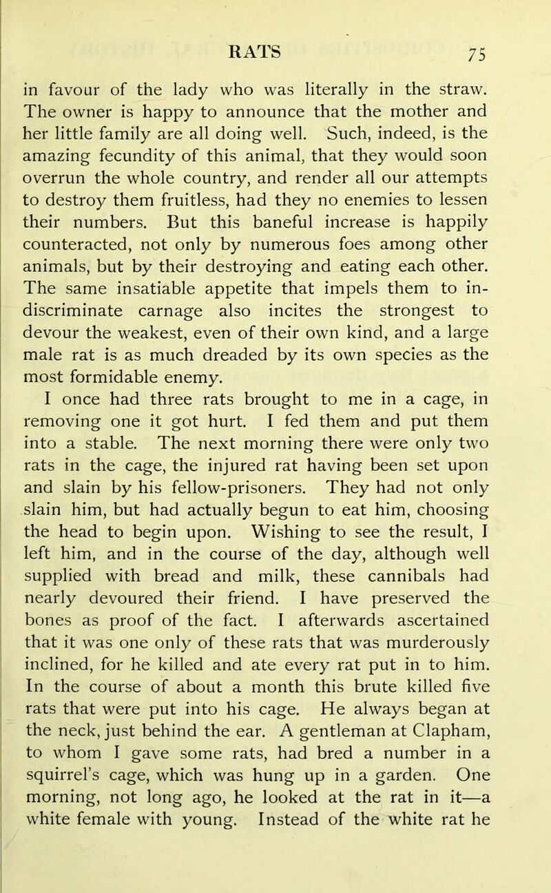 in favour of the lady who was literally in the straw. The owner is happy to announce that the mother and her little family are all doing well. Such, indeed, is the amazing fecundity of this animal, that they would soon overrun the whole country, and render all our attempts to destroy them fruitless, had they no enemies to lessen their numbers. But this baneful increase is happily counteracted, not only by numerous foes among other animals, but by their destroying and eating each other. The same insatiable appetite that impels them to in- discriminate carnage also incites the strongest to devour the weakest, even of their own kind, and a large male rat is as much dreaded by its own species as the most formidable enemy. I once had three rats brought to me in a cage, in removing one it got hurt. I fed them and put them into a stable. The next morning there were only two rats in the cage, the injured rat having been set upon and slain by his fellow-prisoners. They had not only slain him, but had actually begun to eat him, choosing the head to begin upon. Wishing to see the result, I left him, and in the course of the day, although well supplied with bread and milk, these cannibals had nearly devoured their friend. I have preserved the bones as proof of the fact. I afterwards ascertained that it was one only of these rats that was murderously inclined, for he killed and ate every rat put in to him. In the course of about a month this brute killed five rats that were put into his cage. He always began at the neck, just behind the ear. A gentleman at Clapham, to whom I gave some rats, had bred a number in a squirrel’s cage, which was hung up in a garden. One morning, not long ago, he looked at the rat in it—a white female with young. Instead of the white rat he