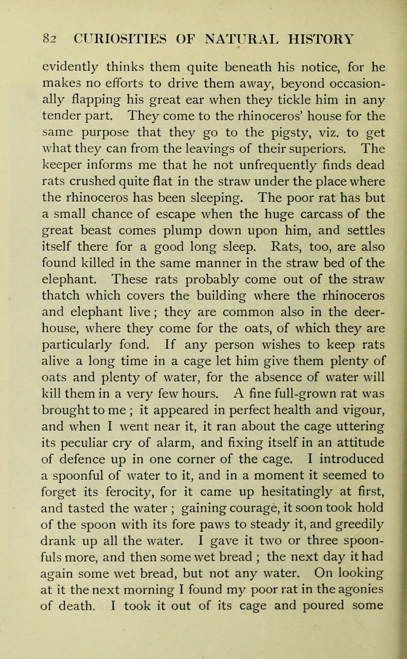 evidently thinks them quite beneath his notice, for he makes no efforts to drive them away, beyond occasion- ally flapping his great ear when they tickle him in any tender part. They come to the rhinoceros’ house for the same purpose that they go to the pigsty, viz. to get what they can from the leavings of their superiors. The keeper informs me that he not unfrequently finds dead rats crushed quite flat in the straw under the place where the rhinoceros has been sleeping. The poor rat has but a small chance of escape when the huge carcass of the great beast comes plump down upon him, and settles itself there for a good long sleep. Rats, too, are also found killed in the same manner in the straw bed of the elephant. These rats probably come out of the straw thatch which covers the building where the rhinoceros and elephant live; they are common also in the deer- house, where they come for the oats, of which they are particularly fond. If any person wishes to keep rats alive a long time in a cage let him give them plenty of oats and plenty of water, for the absence of water will kill them in a very few hours. A fine full-grown rat was brought to me ; it appeared in perfect health and vigour, and when I went near it, it ran about the cage uttering its peculiar cry of alarm, and fixing itself in an attitude of defence up in one corner of the cage. I introduced a spoonful of water to it, and in a moment it seemed to forget its ferocity, for it came up hesitatingly at first, and tasted the water ; gaining courage, it soon took hold of the spoon with its fore paws to steady it, and greedily drank up all the water. I gave it two or three spoon- fuls more, and then some wet bread ; the next day it had again some wet bread, but not any water. On looking at it the next morning I found my poor rat in the agonies of death. I took it out of its cage and poured some