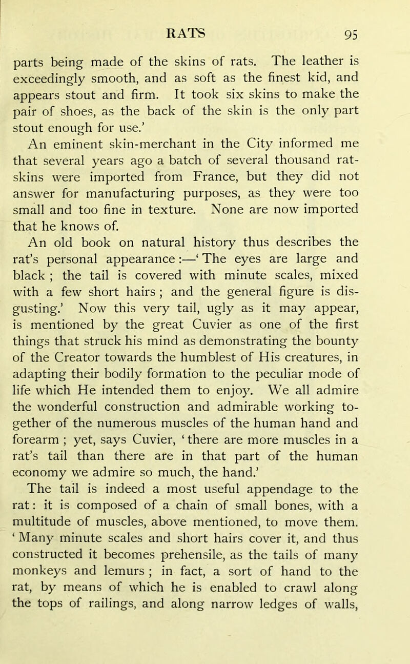 parts being made of the skins of rats. The leather is exceedingly smooth, and as soft as the finest kid, and appears stout and firm. It took six skins to make the pair of shoes, as the back of the skin is the only part stout enough for use.’ An eminent skin-merchant in the City informed me that several years ago a batch of several thousand rat- skins were imported from France, but they did not answer for manufacturing purposes, as they were too small and too fine in texture. None are now imported that he knows of. An old book on natural history thus describes the rat’s personal appearance:—‘ The eyes are large and black ; the tail is covered with minute scales, mixed with a few short hairs ; and the general figure is dis- gusting.’ Now this very tail, ugly as it may appear, is mentioned by the great Cuvier as one of the first things that struck his mind as demonstrating the bounty of the Creator towards the humblest of His creatures, in adapting their bodily formation to the peculiar mode of life which He intended them to enjoy. We all admire the wonderful construction and admirable working to- gether of the numerous muscles of the human hand and forearm ; yet, says Cuvier, ‘ there are more muscles in a rat’s tail than there are in that part of the human economy we admire so much, the hand.’ The tail is indeed a most useful appendage to the rat: it is composed of a chain of small bones, with a multitude of muscles, above mentioned, to move them. ‘ Many minute scales and short hairs cover it, and thus constructed it becomes prehensile, as the tails of many monkeys and lemurs ; in fact, a sort of hand to the rat, by means of which he is enabled to crawl along the tops of railings, and along narrow ledges of walls,