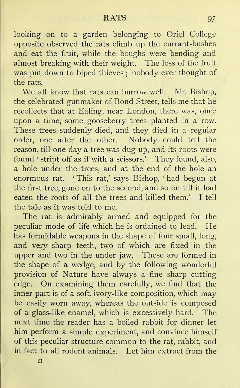 looking on to a garden belonging to Oriel College opposite observed the rats climb up the currant-bushes and eat the fruit, while the boughs were bending and almost breaking with their weight. The loss of the fruit was put down to biped thieves ; nobody ever thought of the rats. We all know that rats can burrow well. Mr. Bishop, the celebrated gunmaker of Bond Street, tells me that he recollects that at Ealing, near London, there was, once upon a time, some gooseberry trees planted in a row. These trees suddenly died, and they died in a regular order, one after the other. Nobody could tell the reason, till one day a tree was dug up, and its roots were found 1 stript off as if with a scissors.’ They found, also, a hole under the trees, and at the end of the hole an enormous rat. 4 This rat,’ says Bishop, 4 had begun at the first tree, gone on to the second, and so on till it had eaten the roots of all the trees and killed them.’ I tell the tale as it was told to me. The rat is admirably armed and equipped for the peculiar mode of life which he is ordained to lead. He has formidable weapons in the shape of four small, long, and very sharp teeth, two of which are fixed in the upper and two in the under jaw. These are formed in the shape of a wedge, and by the following wonderful provision of Nature have always a fine sharp cutting edge. On examining them carefully, we find that the inner part is of a soft, ivory-like composition, which may be easily worn away, whereas the outside is composed of a glass-like enamel, which is excessively hard. The next time the reader has a boiled rabbit for dinner let him perform a simple experiment, and convince himself of this peculiar structure common to the rat, rabbit, and in fact to all rodent animals. Let him extract from the H