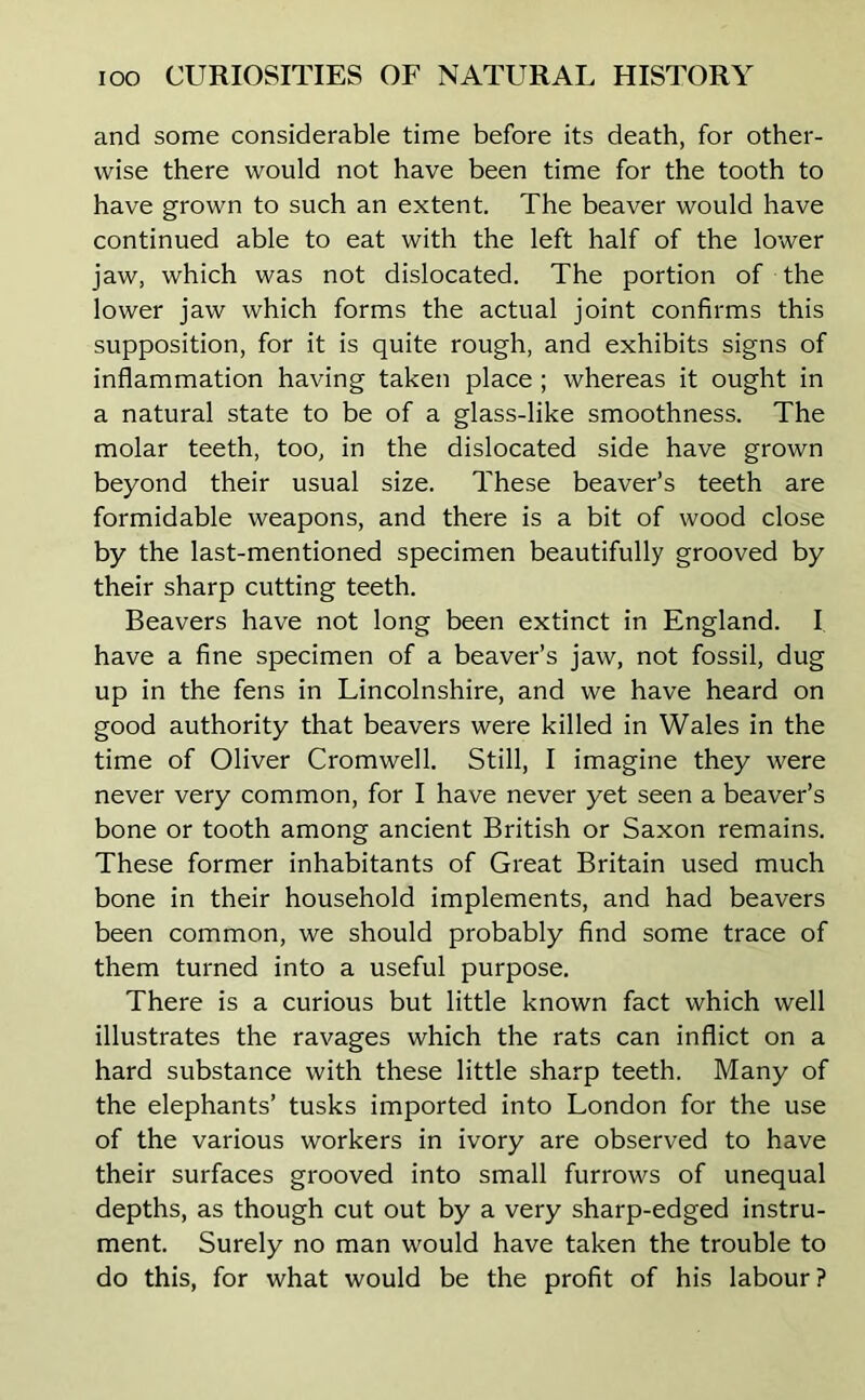 and some considerable time before its death, for other- wise there would not have been time for the tooth to have grown to such an extent. The beaver would have continued able to eat with the left half of the lower jaw, which was not dislocated. The portion of the lower jaw which forms the actual joint confirms this supposition, for it is quite rough, and exhibits signs of inflammation having taken place ; whereas it ought in a natural state to be of a glass-like smoothness. The molar teeth, too, in the dislocated side have grown beyond their usual size. These beaver’s teeth are formidable weapons, and there is a bit of wood close by the last-mentioned specimen beautifully grooved by their sharp cutting teeth. Beavers have not long been extinct in England. I have a fine specimen of a beaver’s jaw, not fossil, dug up in the fens in Lincolnshire, and we have heard on good authority that beavers were killed in Wales in the time of Oliver Cromwell. Still, I imagine they were never very common, for I have never yet seen a beaver’s bone or tooth among ancient British or Saxon remains. These former inhabitants of Great Britain used much bone in their household implements, and had beavers been common, we should probably find some trace of them turned into a useful purpose. There is a curious but little known fact which well illustrates the ravages which the rats can inflict on a hard substance with these little sharp teeth. Many of the elephants’ tusks imported into London for the use of the various workers in ivory are observed to have their surfaces grooved into small furrows of unequal depths, as though cut out by a very sharp-edged instru- ment. Surely no man would have taken the trouble to do this, for what would be the profit of his labour?
