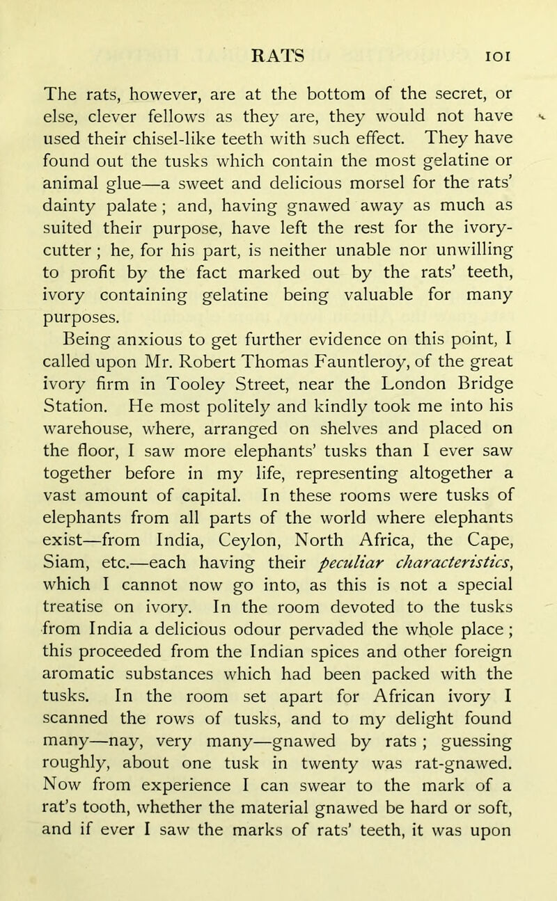 The rats, however, are at the bottom of the secret, or else, clever fellows as they are, they would not have used their chisel-like teeth with such effect. They have found out the tusks which contain the most gelatine or animal glue—a sweet and delicious morsel for the rats’ dainty palate; and, having gnawed away as much as suited their purpose, have left the rest for the ivory- cutter ; he, for his part, is neither unable nor unwilling to profit by the fact marked out by the rats’ teeth, ivory containing gelatine being valuable for many purposes. Being anxious to get further evidence on this point, I called upon Mr. Robert Thomas Fauntleroy, of the great ivory firm in Tooley Street, near the London Bridge Station. He most politely and kindly took me into his warehouse, where, arranged on shelves and placed on the floor, I saw more elephants’ tusks than I ever saw together before in my life, representing altogether a vast amount of capital. In these rooms were tusks of elephants from all parts of the world where elephants exist—from India, Ceylon, North Africa, the Cape, Siam, etc.—each having their peculiar characteristics, which I cannot now go into, as this is not a special treatise on ivory. In the room devoted to the tusks from India a delicious odour pervaded the whole place; this proceeded from the Indian spices and other foreign aromatic substances which had been packed with the tusks. In the room set apart for African ivory I scanned the rows of tusks, and to my delight found many—nay, very many—gnawed by rats ; guessing roughly, about one tusk in twenty was rat-gnawed. Now from experience I can swear to the mark of a rat’s tooth, whether the material gnawed be hard or soft, and if ever I saw the marks of rats’ teeth, it was upon