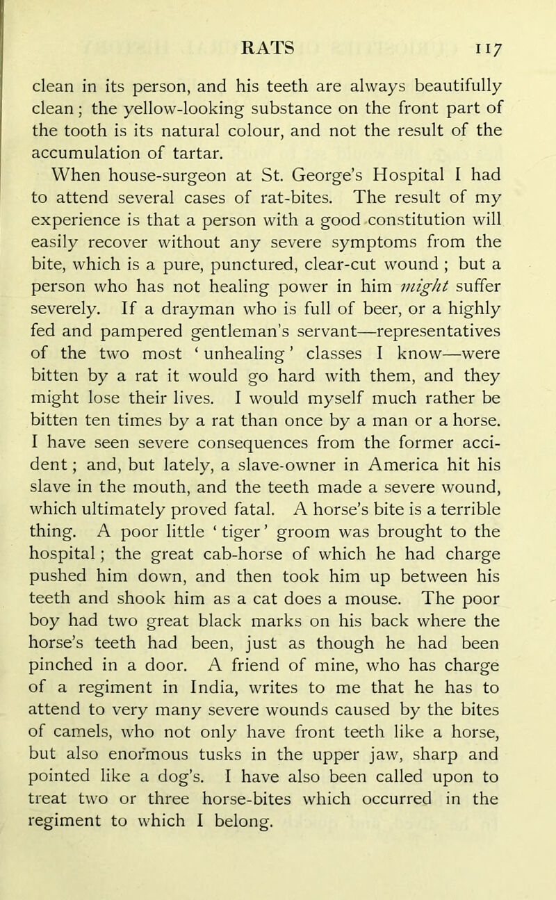 clean in its person, and his teeth are always beautifully clean; the yellow-looking substance on the front part of the tooth is its natural colour, and not the result of the accumulation of tartar. When house-surgeon at St. George’s Hospital I had to attend several cases of rat-bites. The result of my experience is that a person with a good constitution will easily recover without any severe symptoms from the bite, which is a pure, punctured, clear-cut wound ; but a person who has not healing power in him might suffer severely. If a drayman who is full of beer, or a highly fed and pampered gentleman’s servant—representatives of the two most ‘ unhealing ’ classes I know—were bitten by a rat it would go hard with them, and they might lose their lives. I would myself much rather be bitten ten times by a rat than once by a man or a horse. I have seen severe consequences from the former acci- dent ; and, but lately, a slave-owner in America hit his slave in the mouth, and the teeth made a severe wound, which ultimately proved fatal. A horse’s bite is a terrible thing. A poor little ‘ tiger ’ groom was brought to the hospital; the great cab-horse of which he had charge pushed him down, and then took him up between his teeth and shook him as a cat does a mouse. The poor boy had two great black marks on his back where the horse’s teeth had been, just as though he had been pinched in a door. A friend of mine, who has charge of a regiment in India, writes to me that he has to attend to very many severe wounds caused by the bites of camels, who not only have front teeth like a horse, but also enormous tusks in the upper jaw, sharp and pointed like a dog’s. I have also been called upon to treat two or three horse-bites which occurred in the regiment to which I belong.