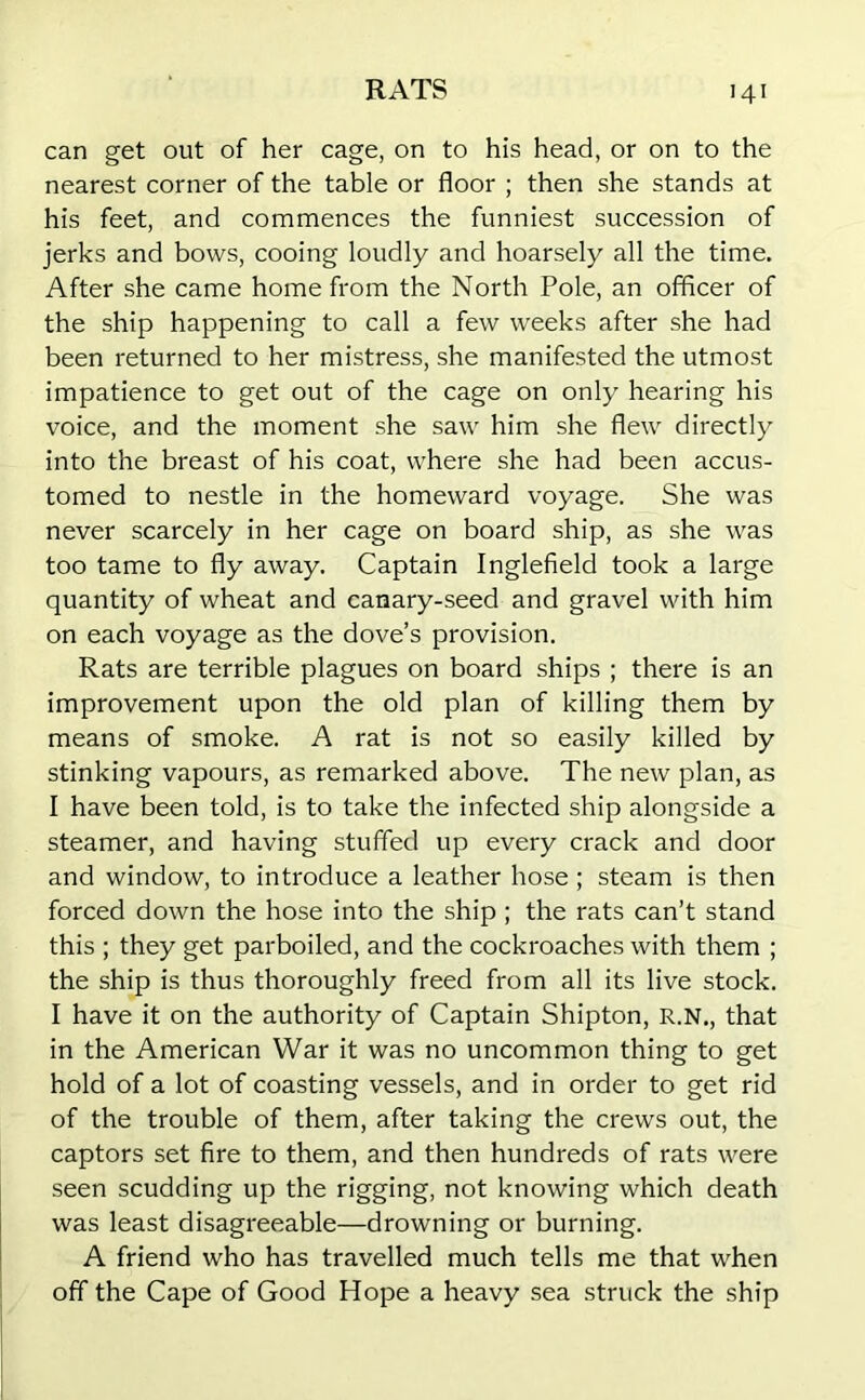 can get out of her cage, on to his head, or on to the nearest corner of the table or floor ; then she stands at his feet, and commences the funniest succession of jerks and bows, cooing loudly and hoarsely all the time. After she came home from the North Pole, an officer of the ship happening to call a few weeks after she had been returned to her mistress, she manifested the utmost impatience to get out of the cage on only hearing his voice, and the moment she saw him she flew directly into the breast of his coat, where she had been accus- tomed to nestle in the homeward voyage. She was never scarcely in her cage on board ship, as she was too tame to fly away. Captain Inglefield took a large quantity of wheat and canary-seed and gravel with him on each voyage as the dove’s provision. Rats are terrible plagues on board ships ; there is an improvement upon the old plan of killing them by means of smoke. A rat is not so easily killed by stinking vapours, as remarked above. The new plan, as I have been told, is to take the infected ship alongside a steamer, and having stuffed up every crack and door and window, to introduce a leather hose ; steam is then forced down the hose into the ship ; the rats can’t stand this ; they get parboiled, and the cockroaches with them ; the ship is thus thoroughly freed from all its live stock. I have it on the authority of Captain Shipton, R.N., that in the American War it was no uncommon thing to get hold of a lot of coasting vessels, and in order to get rid of the trouble of them, after taking the crews out, the captors set fire to them, and then hundreds of rats were seen scudding up the rigging, not knowing which death was least disagreeable—drowning or burning. A friend who has travelled much tells me that when off the Cape of Good Hope a heavy sea struck the ship