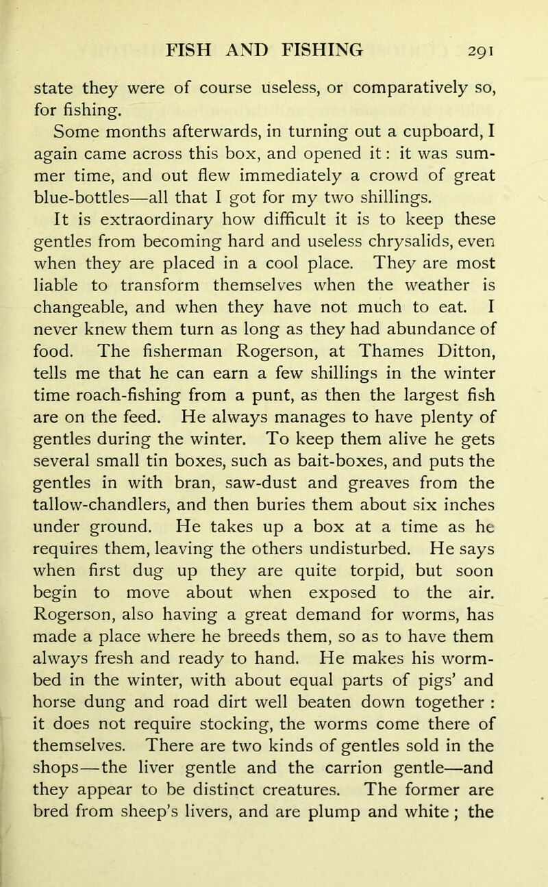 state they were of course useless, or comparatively so, for fishing. Some months afterwards, in turning out a cupboard, I again came across this box, and opened it: it was sum- mer time, and out flew immediately a crowd of great blue-bottles—all that I got for my two shillings. It is extraordinary how difficult it is to keep these gentles from becoming hard and useless chrysalids, even when they are placed in a cool place. They are most liable to transform themselves when the weather is changeable, and when they have not much to eat. I never knew them turn as long as they had abundance of food. The fisherman Rogerson, at Thames Ditton, tells me that he can earn a few shillings in the winter time roach-fishing from a punt, as then the largest fish are on the feed. He always manages to have plenty of gentles during the winter. To keep them alive he gets several small tin boxes, such as bait-boxes, and puts the gentles in with bran, saw-dust and greaves from the tallow-chandlers, and then buries them about six inches under ground. He takes up a box at a time as he requires them, leaving the others undisturbed. He says when first dug up they are quite torpid, but soon begin to move about when exposed to the air. Rogerson, also having a great demand for worms, has made a place where he breeds them, so as to have them always fresh and ready to hand. He makes his worm- bed in the winter, with about equal parts of pigs’ and horse dung and road dirt well beaten down together : it does not require stocking, the worms come there of themselves. There are two kinds of gentles sold in the shops — the liver gentle and the carrion gentle—and they appear to be distinct creatures. The former are bred from sheep’s livers, and are plump and white; the
